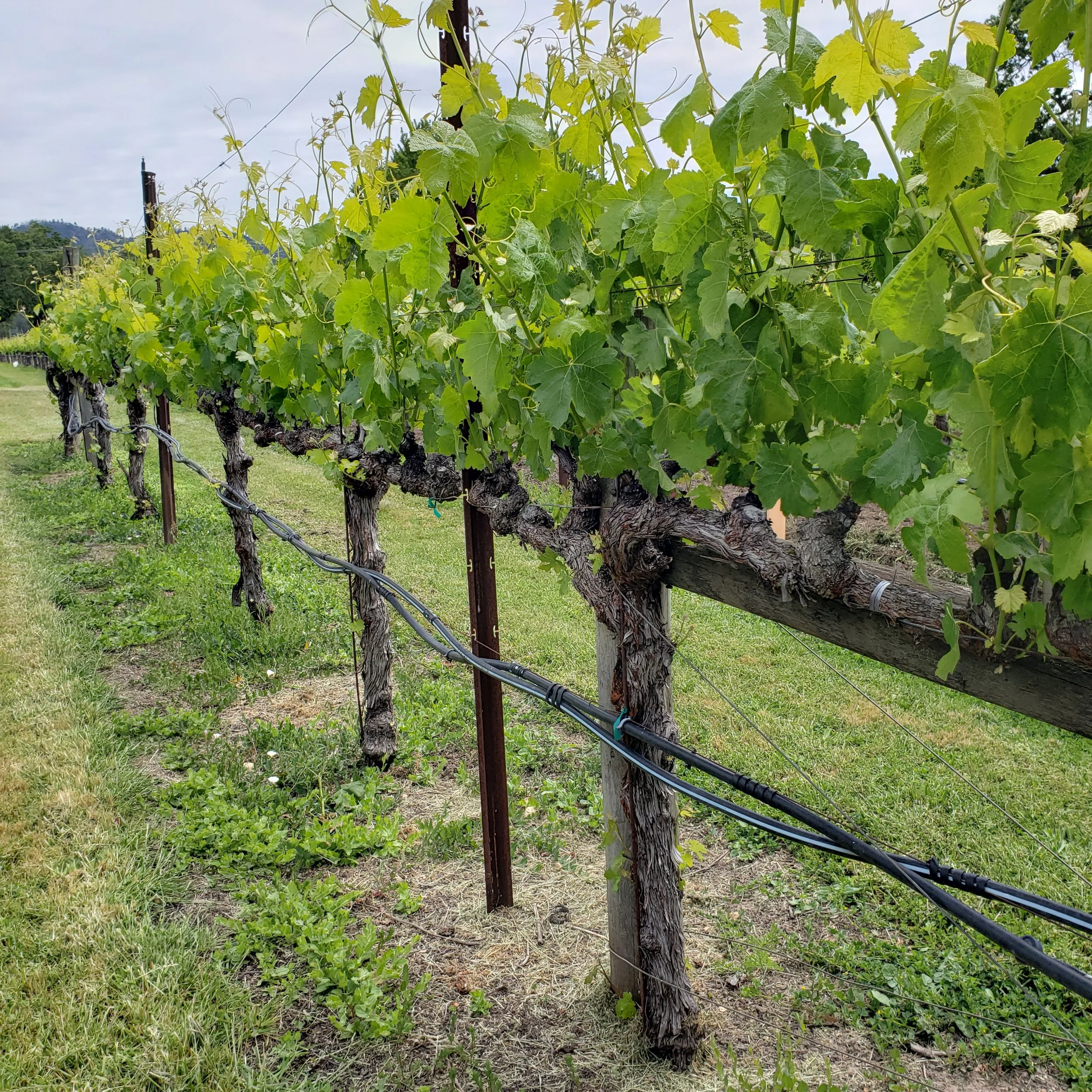 Vineyard with grapevines supported by wooden posts and trellis wires, green leaves on the vines, and a grassy area underneath.