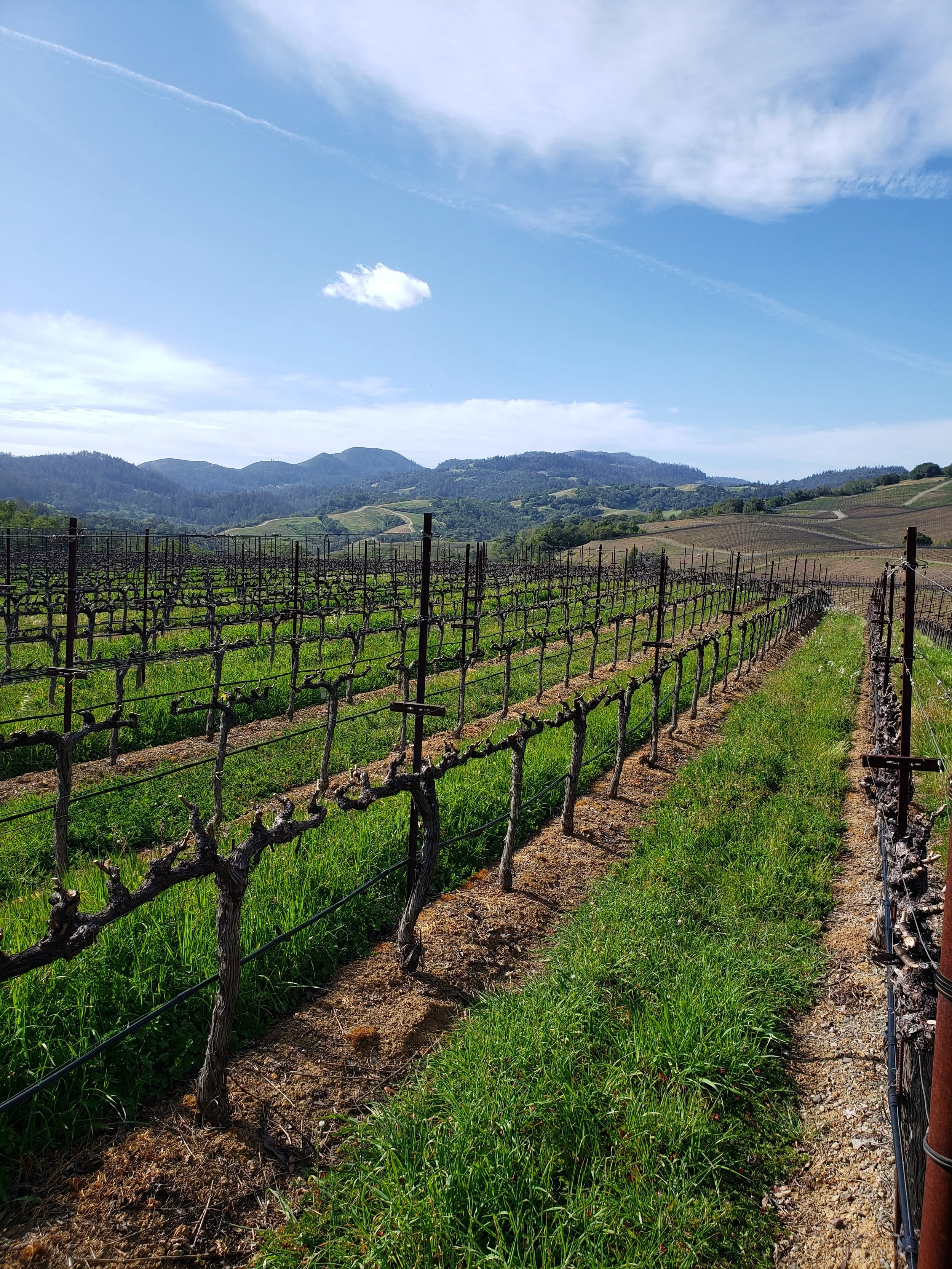 Vineyard with rows of grapevines in a lush landscape under a partly cloudy sky and distant mountains.