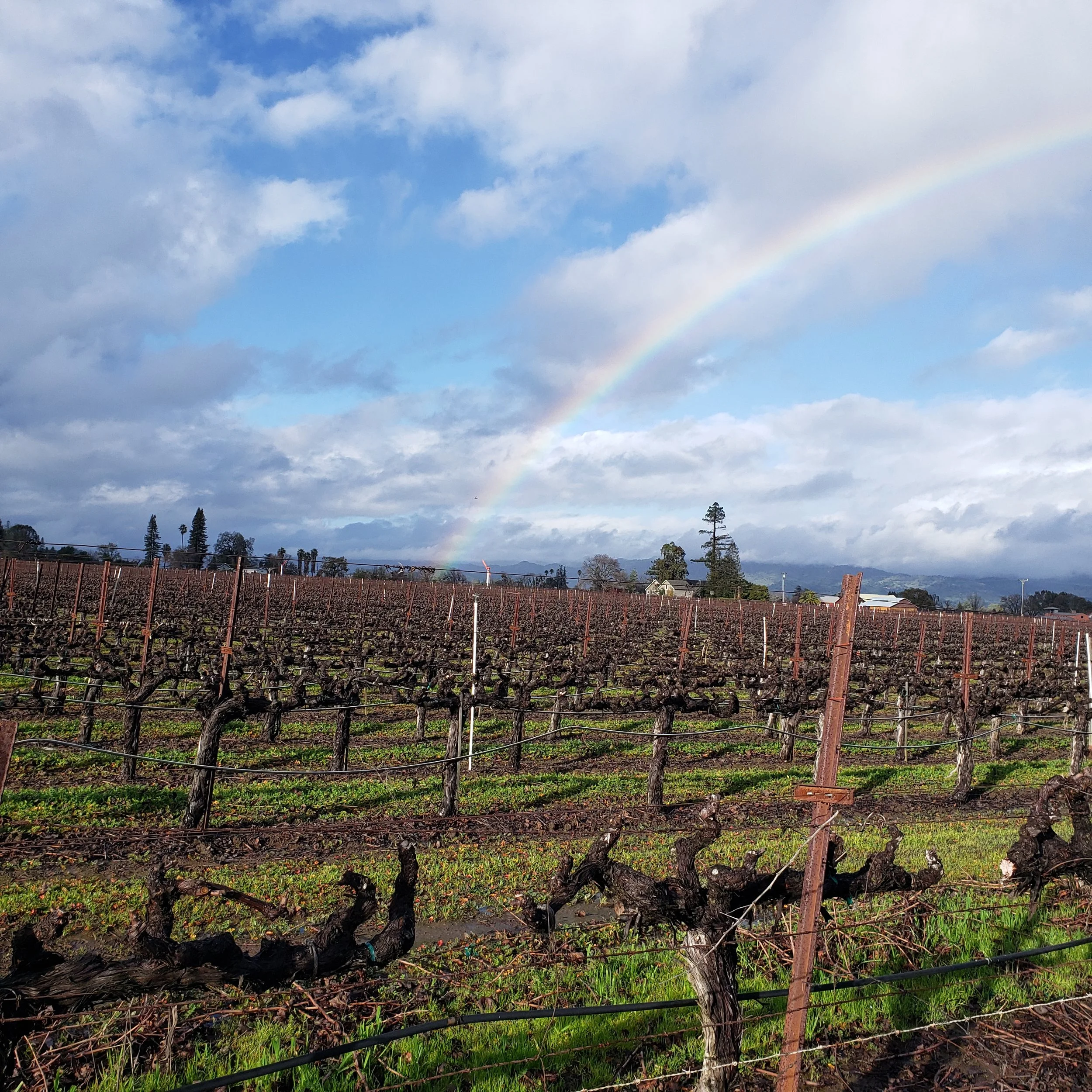 Vineyard with leafless vines, a rainbow in a cloudy sky, and mountains in the distance.