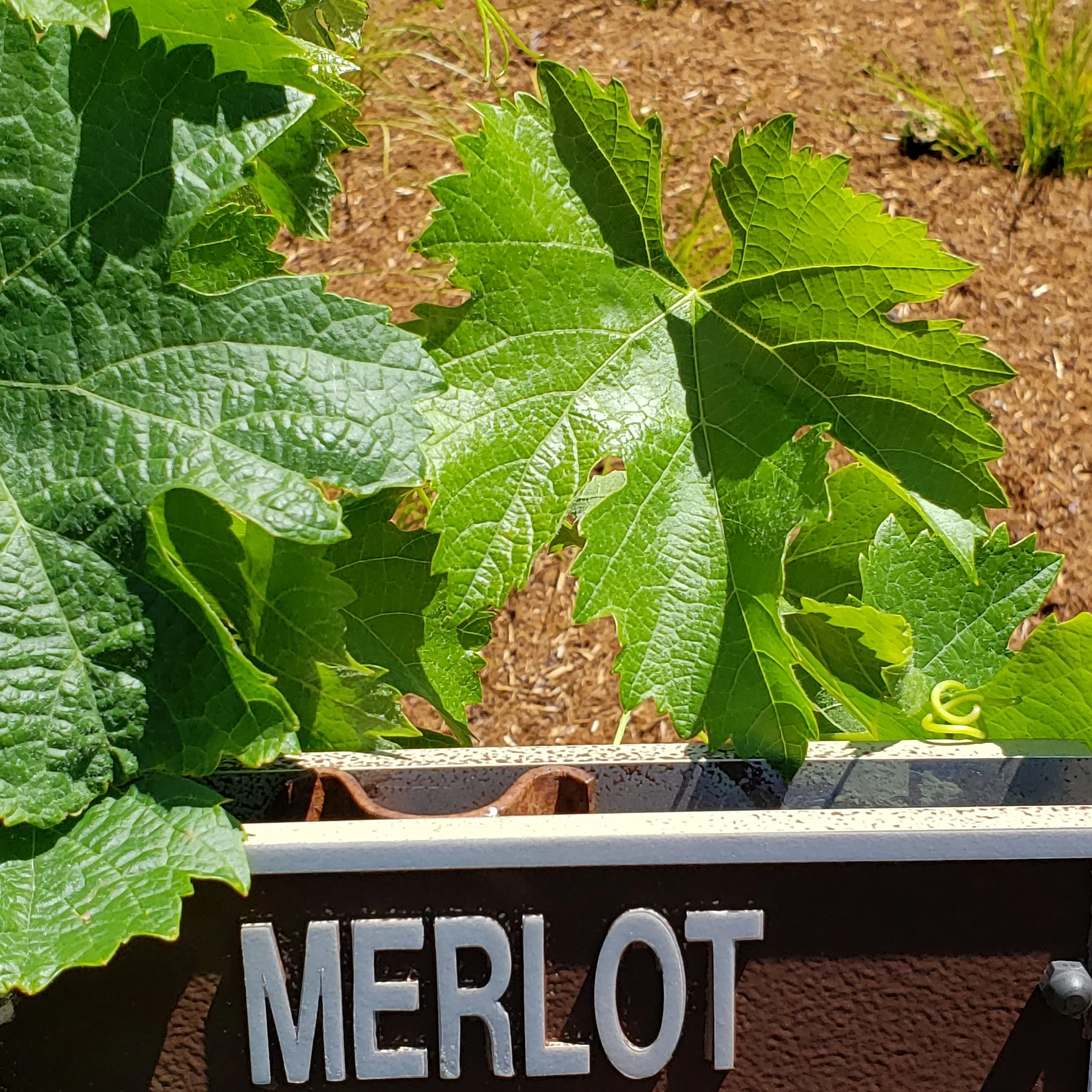 Green merlot grapevine leaves growing in soil with a sign labeled 'MERLOT' in front of the plant.