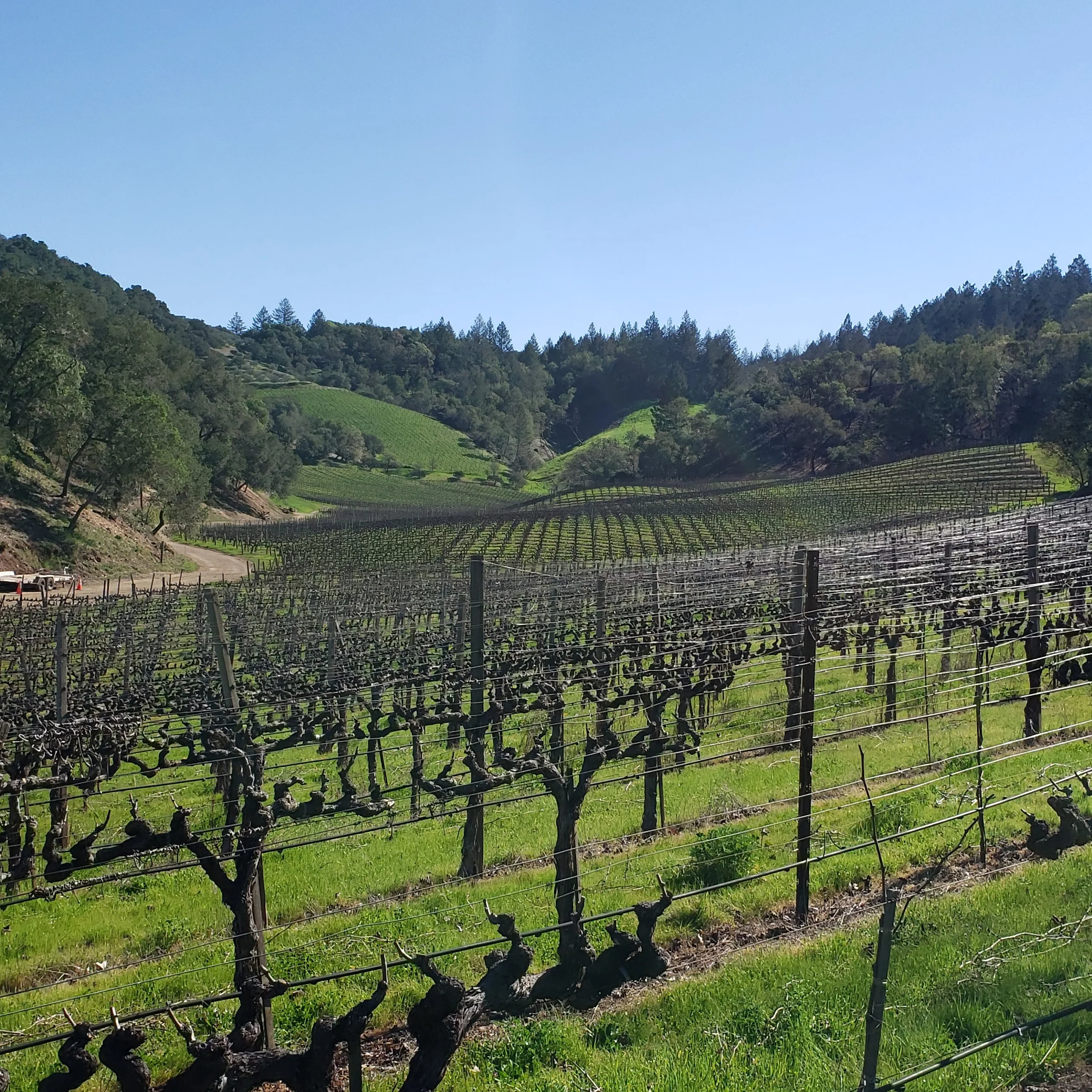 Vineyard with rows of grapevines on a hillside under a clear blue sky.
