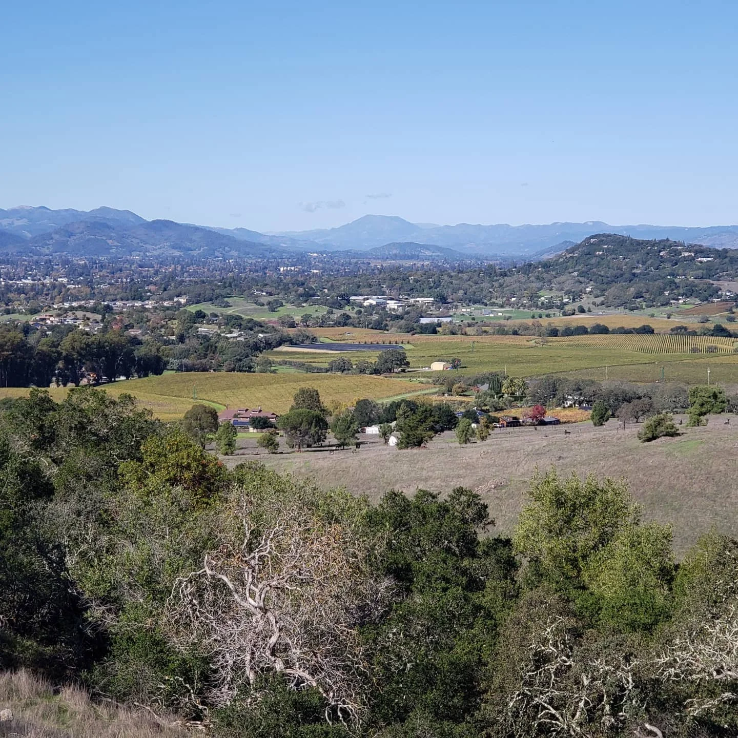 Scenic view of rolling hills and vineyards in a rural landscape, with mountains in the background under a clear blue sky.