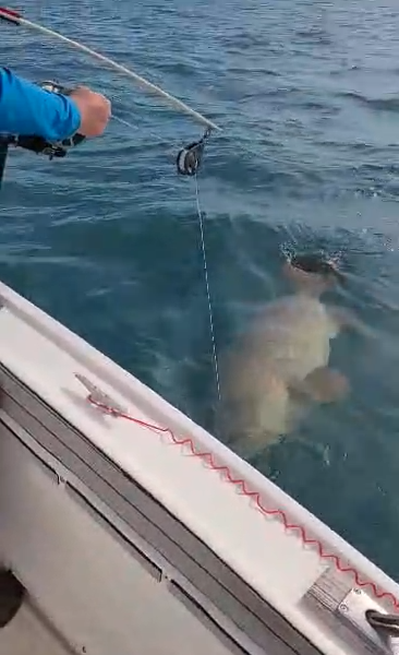Goliath Grouper Fishing Charter