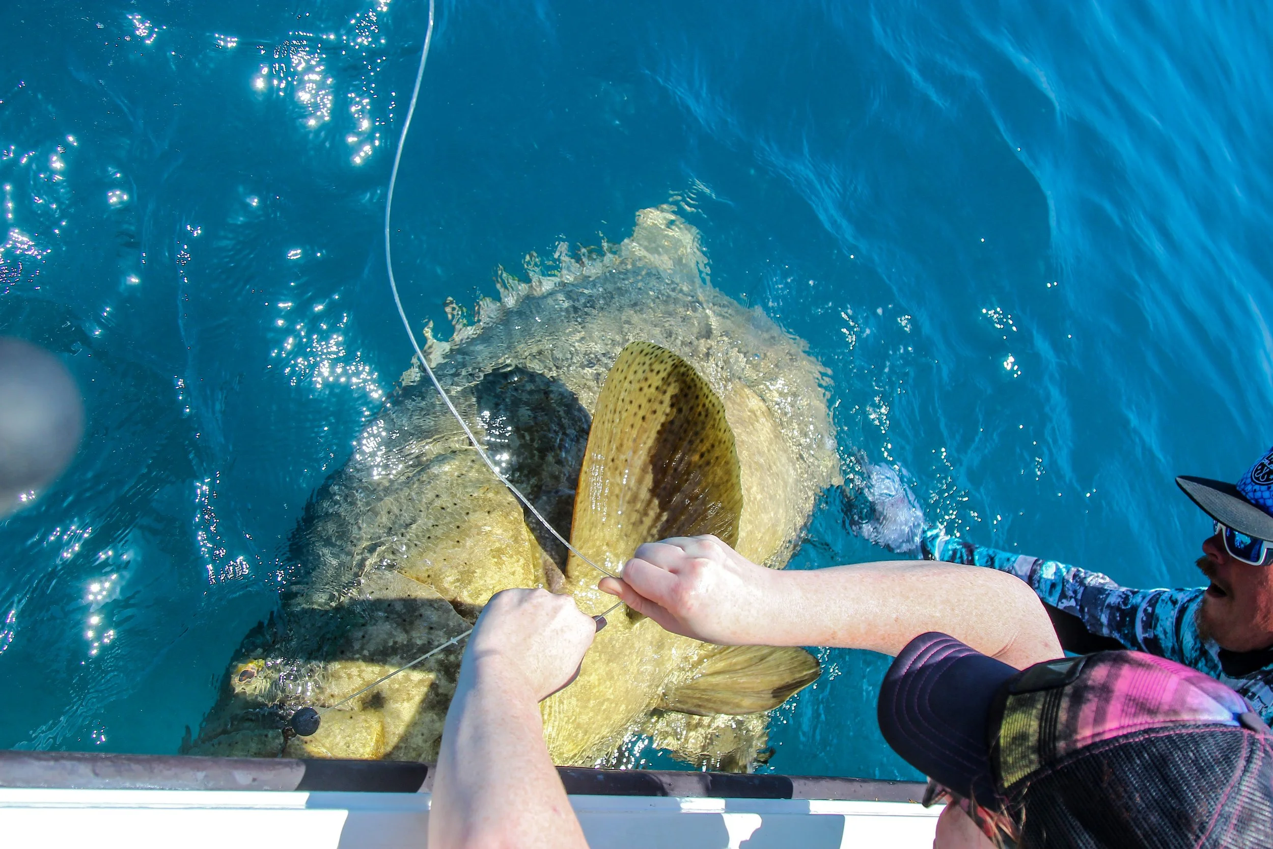 Catching Goliath Group and Amberjack in Sarasota
