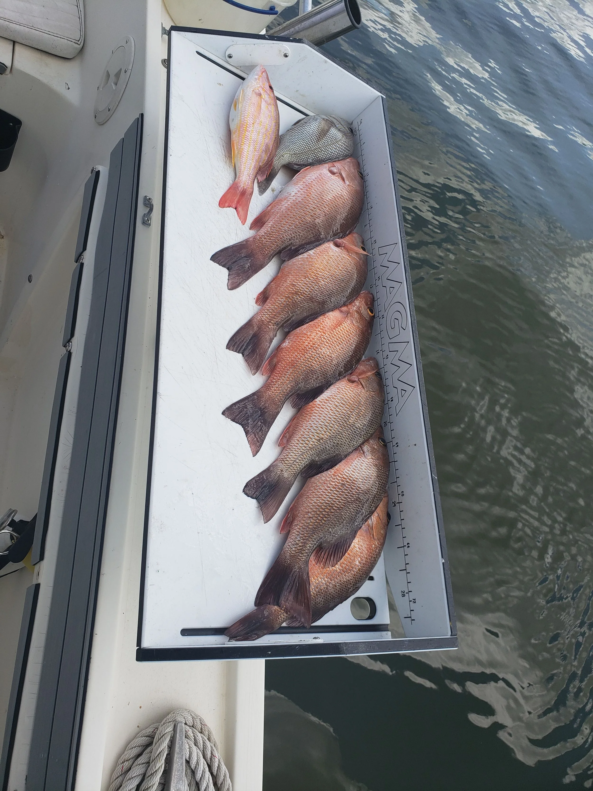 Mangrove Snapper Fishing Charter Sarasota