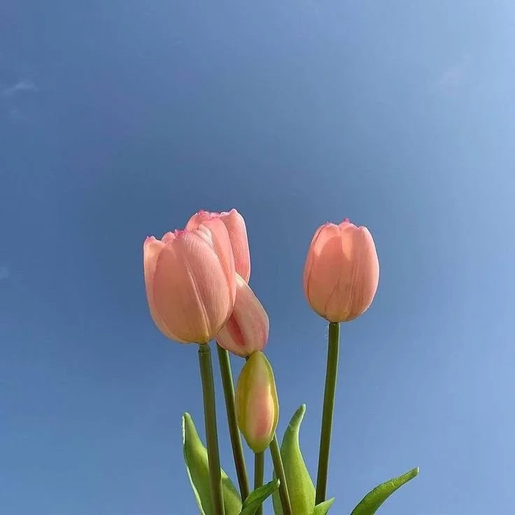 Pink tulips against a clear blue sky
