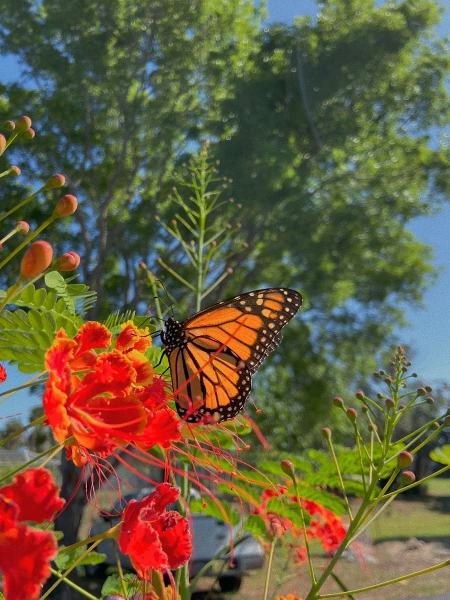 Monarch butterfly on red-orange flowers with green foliage and trees in the background.