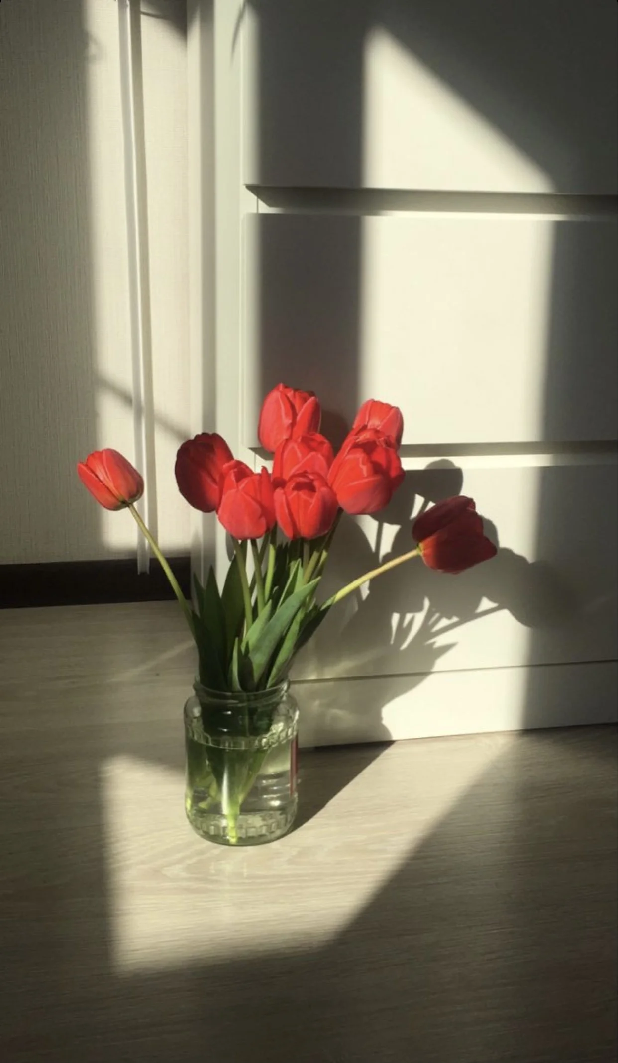 Bouquet of red tulips in a glass jar placed on a wooden floor with sunlight casting shadows.