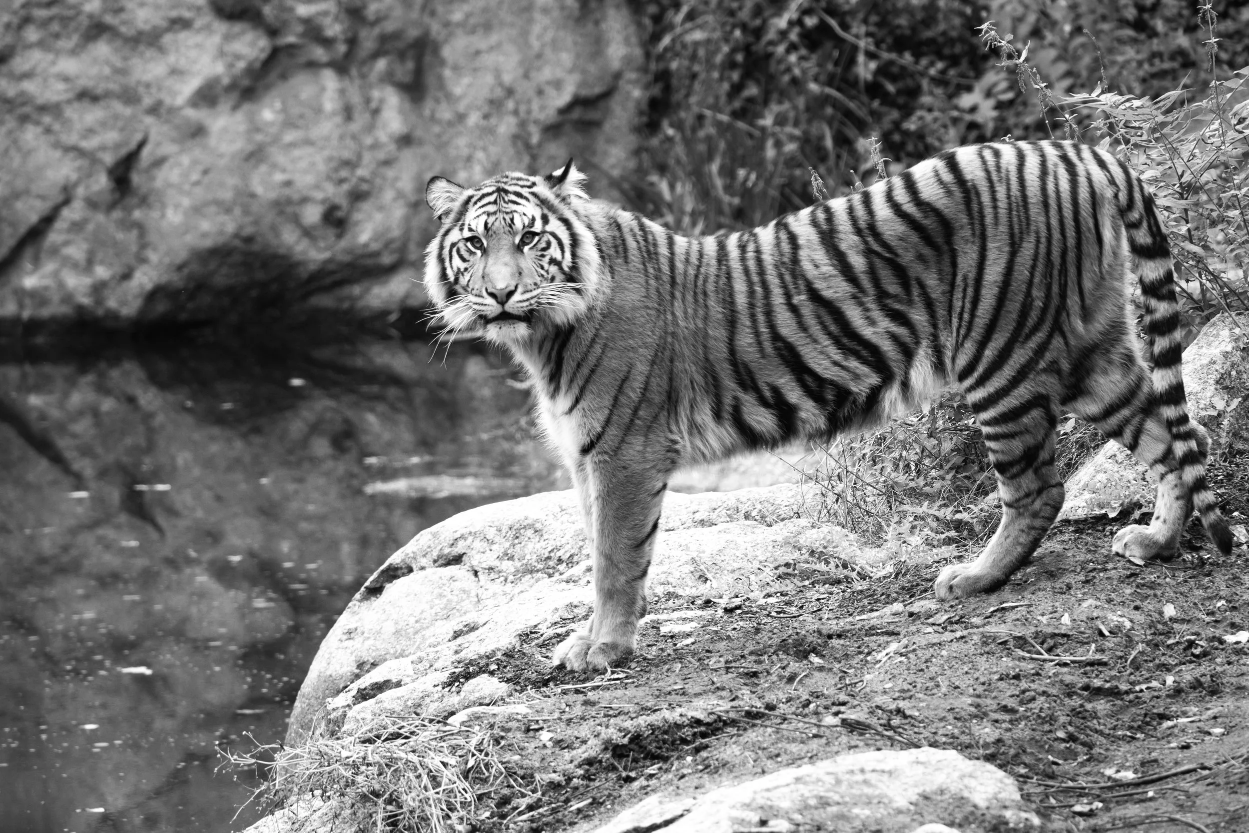 A black and white photograph of a tiger standing on rocky ground near water, looking directly at the camera.