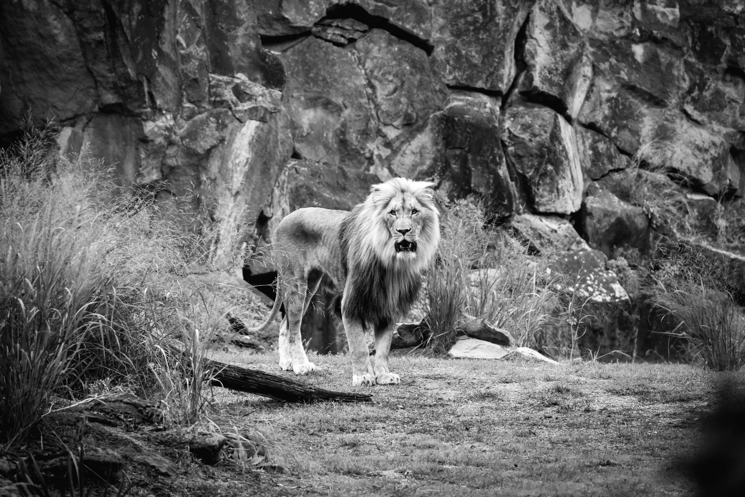 A black-and-white photograph of a lion standing on a dirt path with rocks and grass around, and a rocky wall in the background.