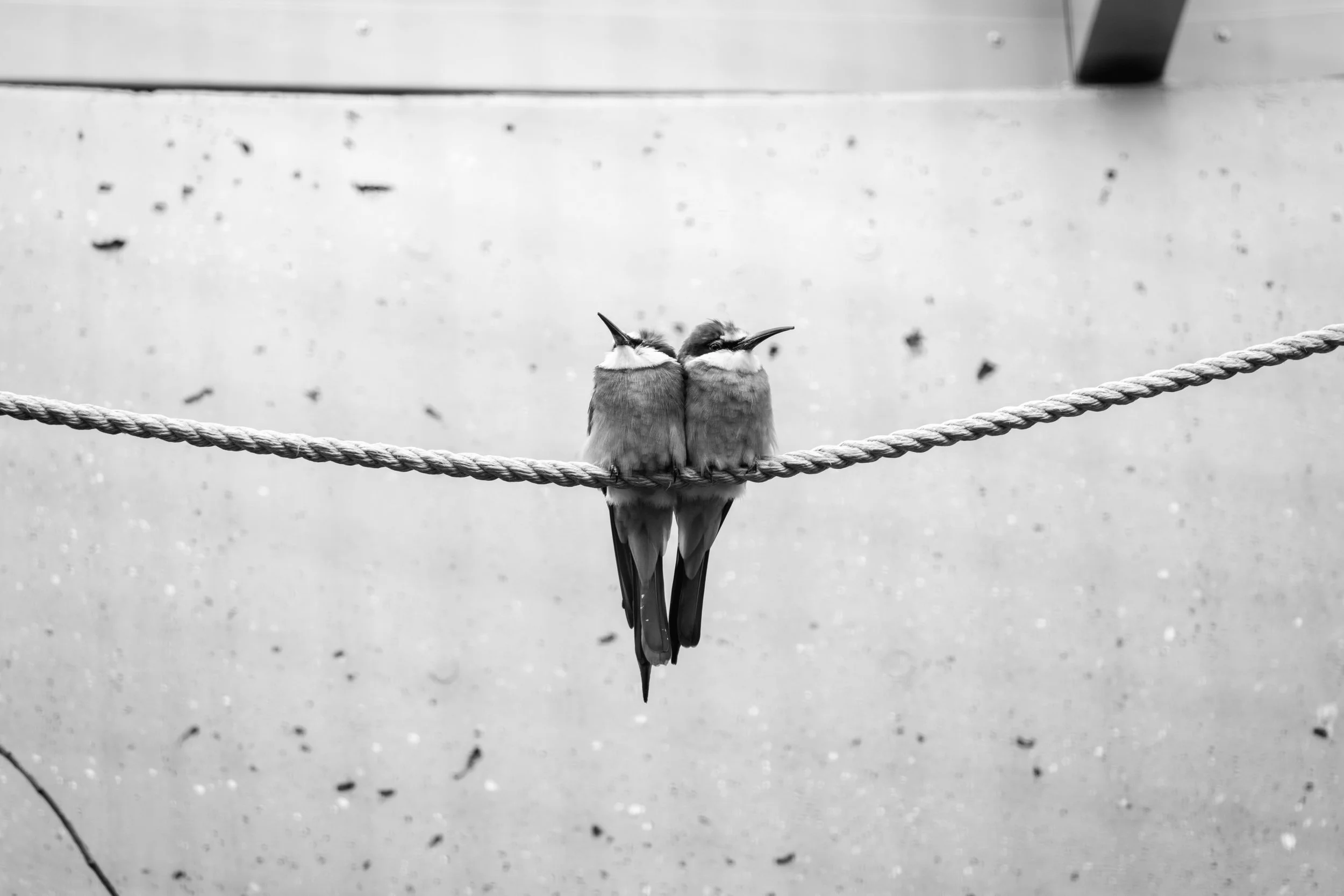 Black and white photo of two birds sitting close together on a thick rope, back-to-back, against a blurry background.