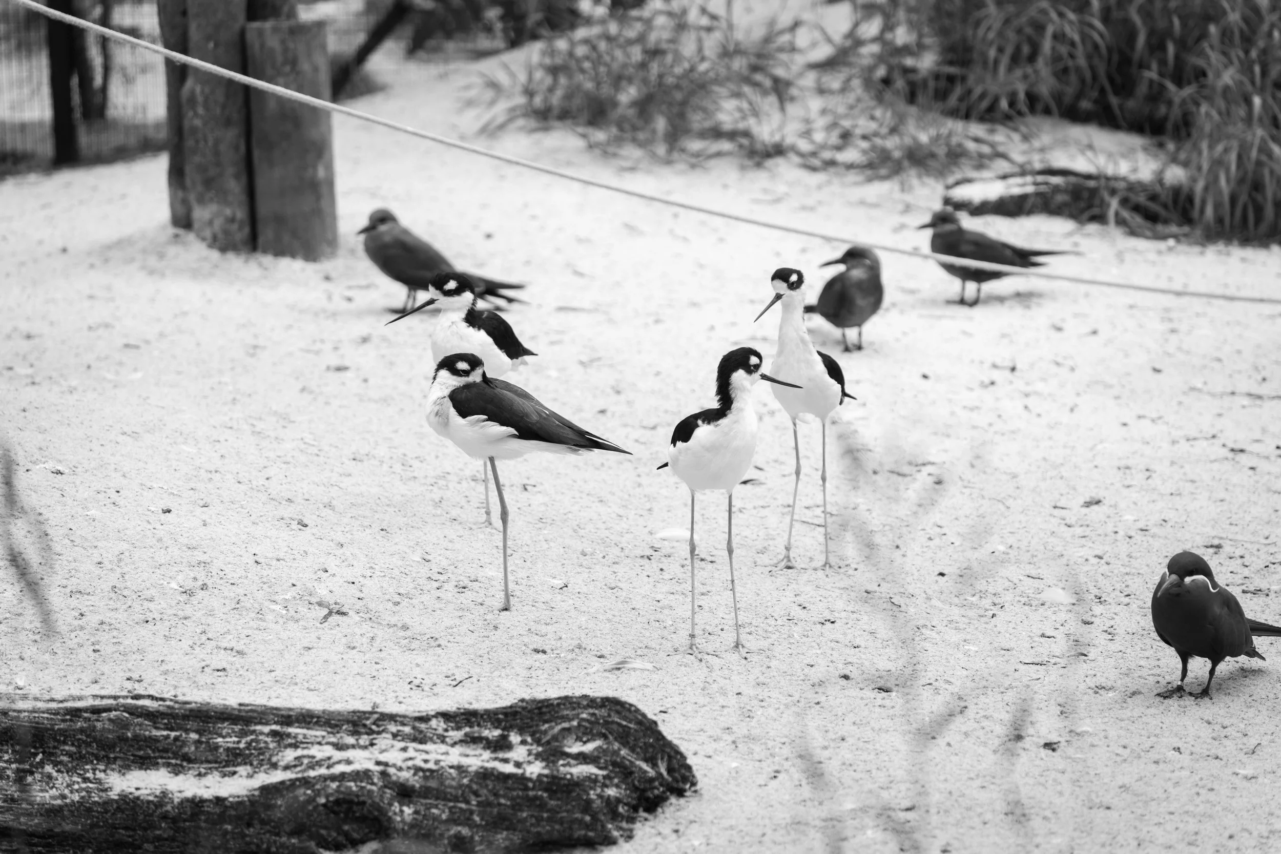 A group of various bird species standing on sandy ground with some plants and wooden structures in the background, in black and white.