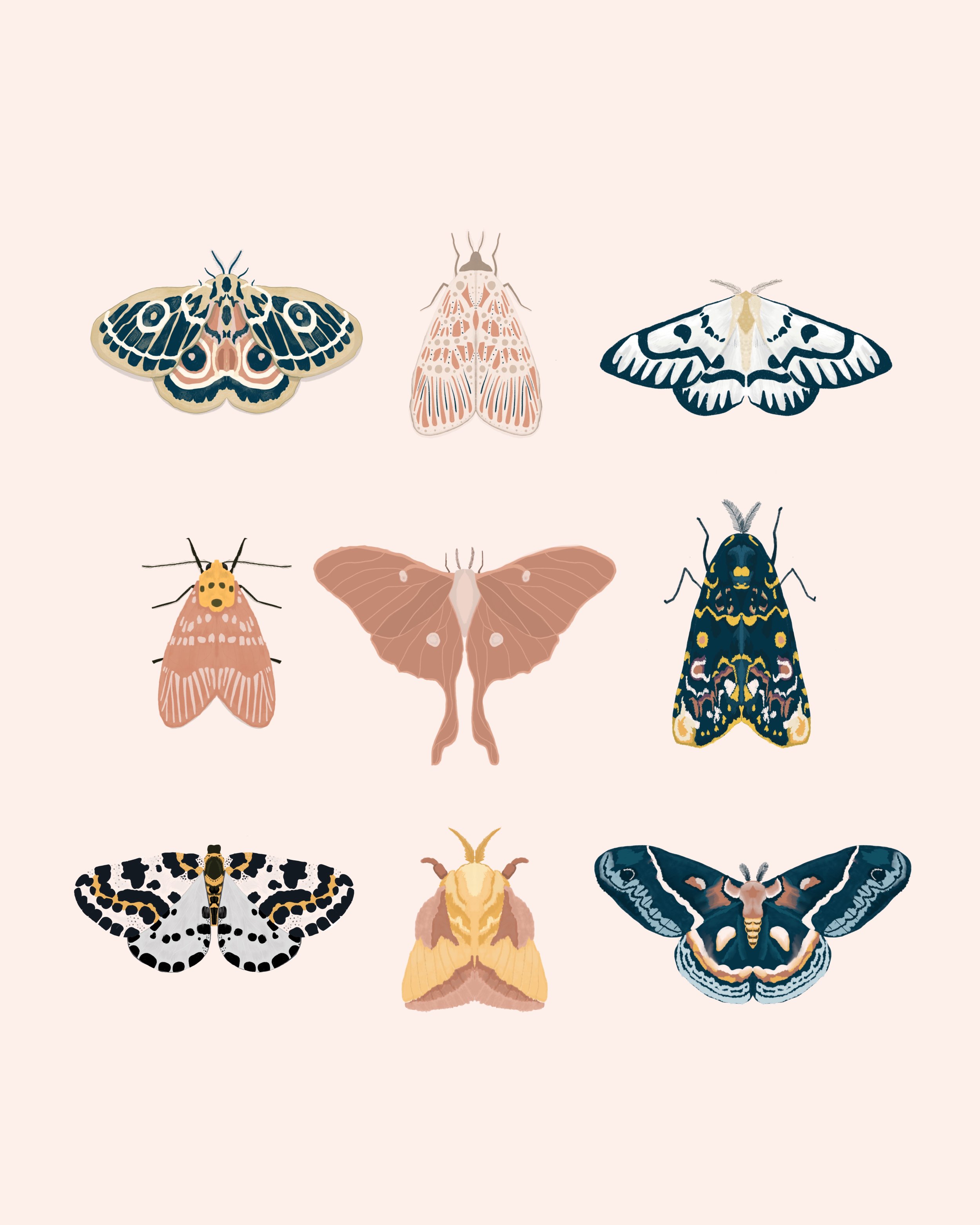 9_Moths_Merged.jpg