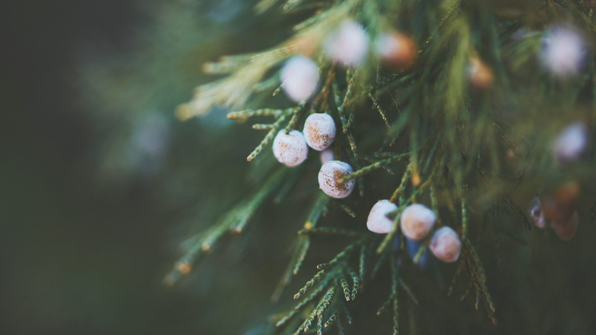 Close-up of juniper berries on a branch with green needles.
