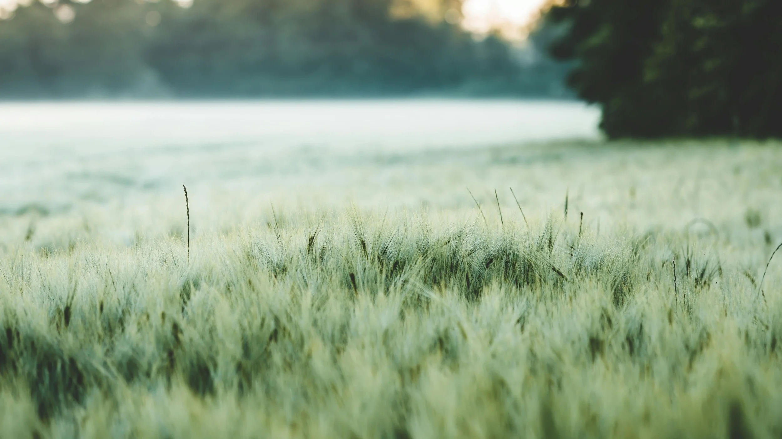 Close-up of a lush, green field of wheat with hazy forest in the background.