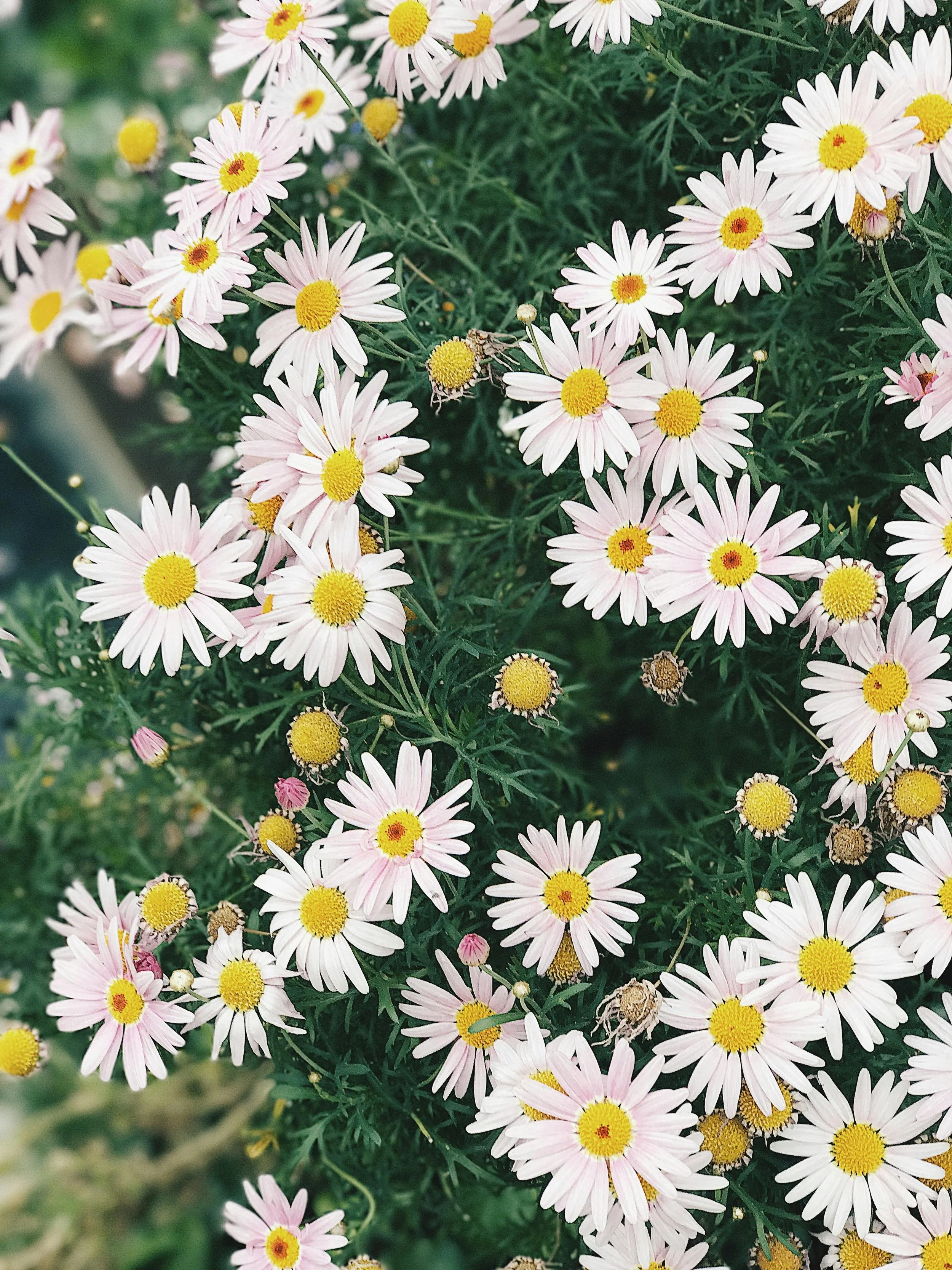 Cluster of white and pink daisy flowers with yellow centers against a background of green leaves.