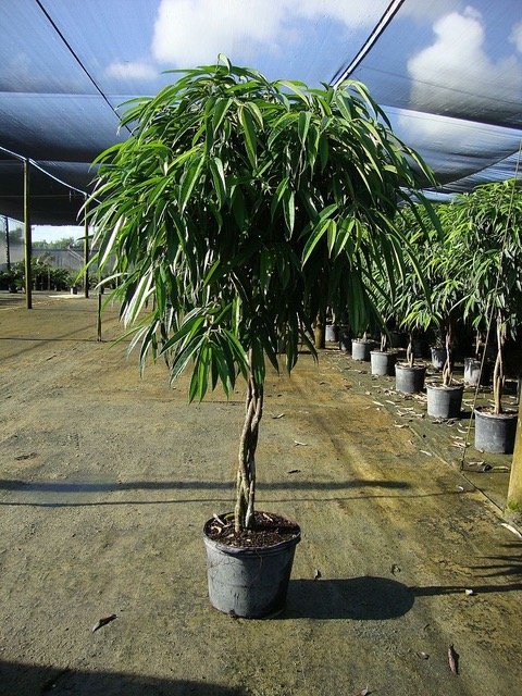 Ficus-Alii.jpg