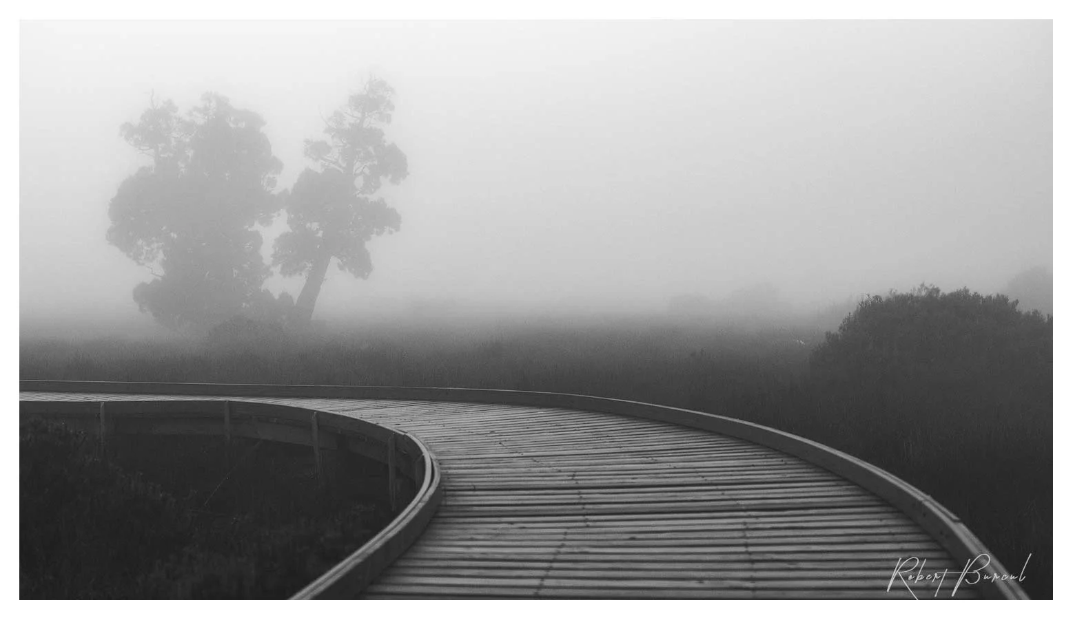 Black and white photograph of a timber boardwalk curving towards pine trees obscured by dense mist.