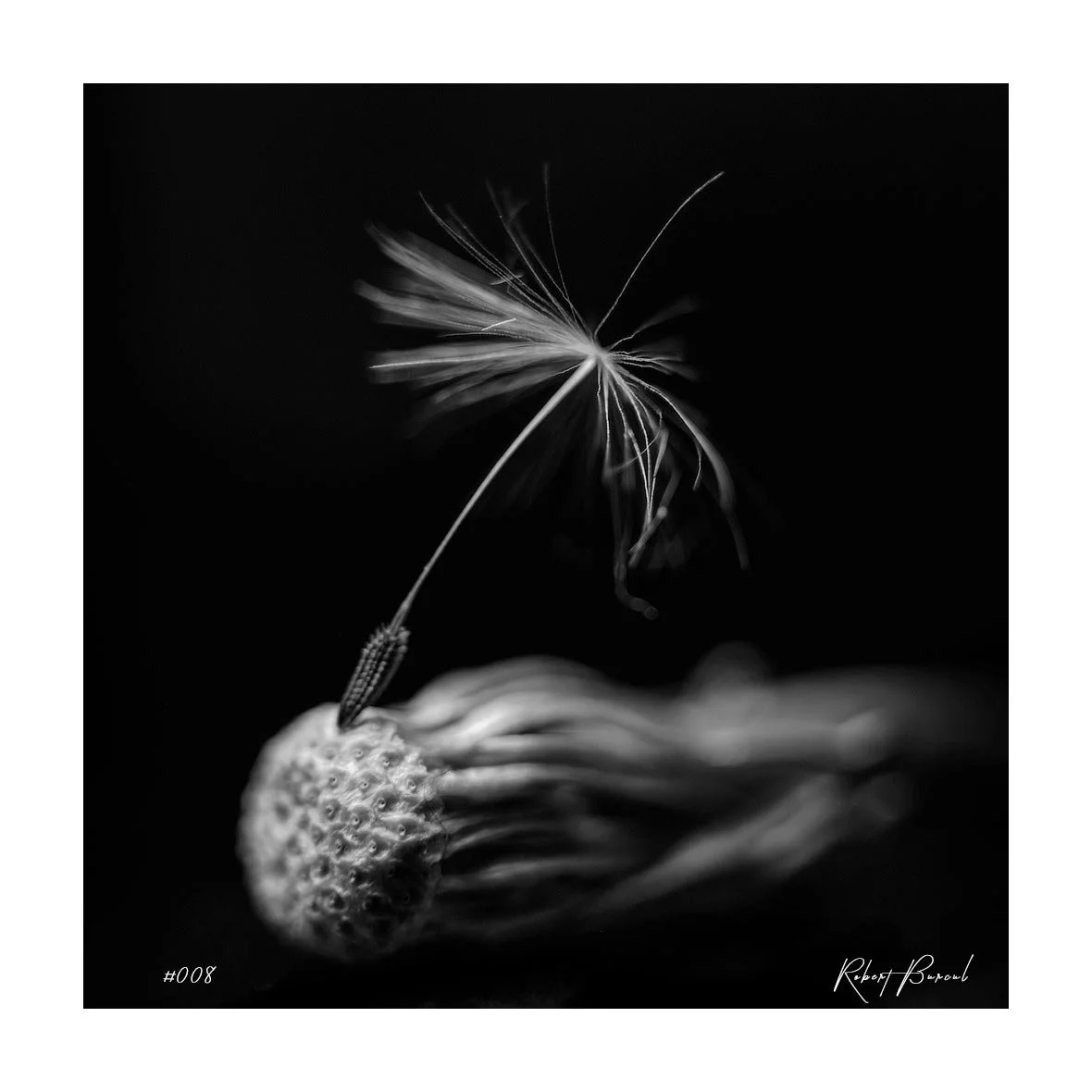 The last seed