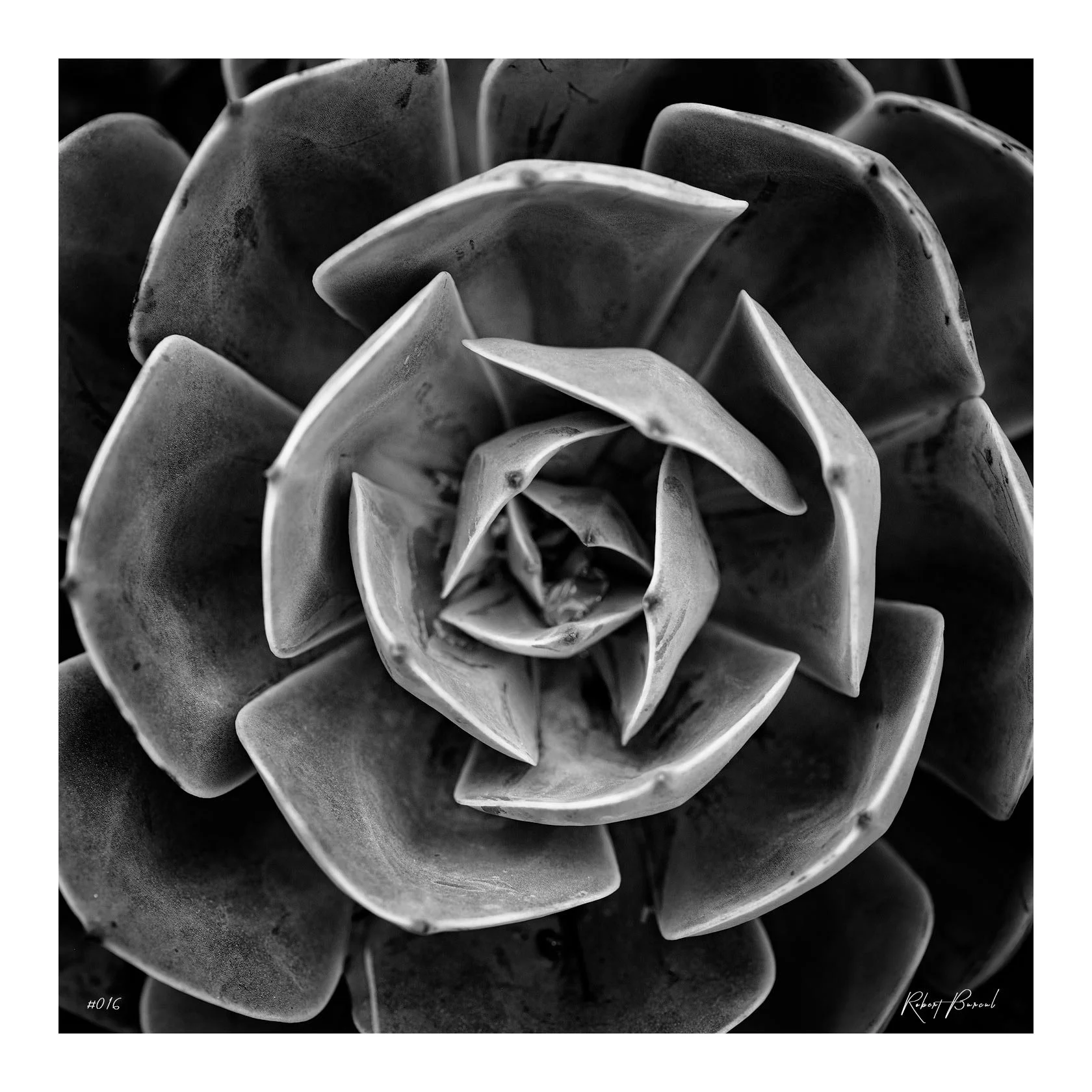 succulent study 02