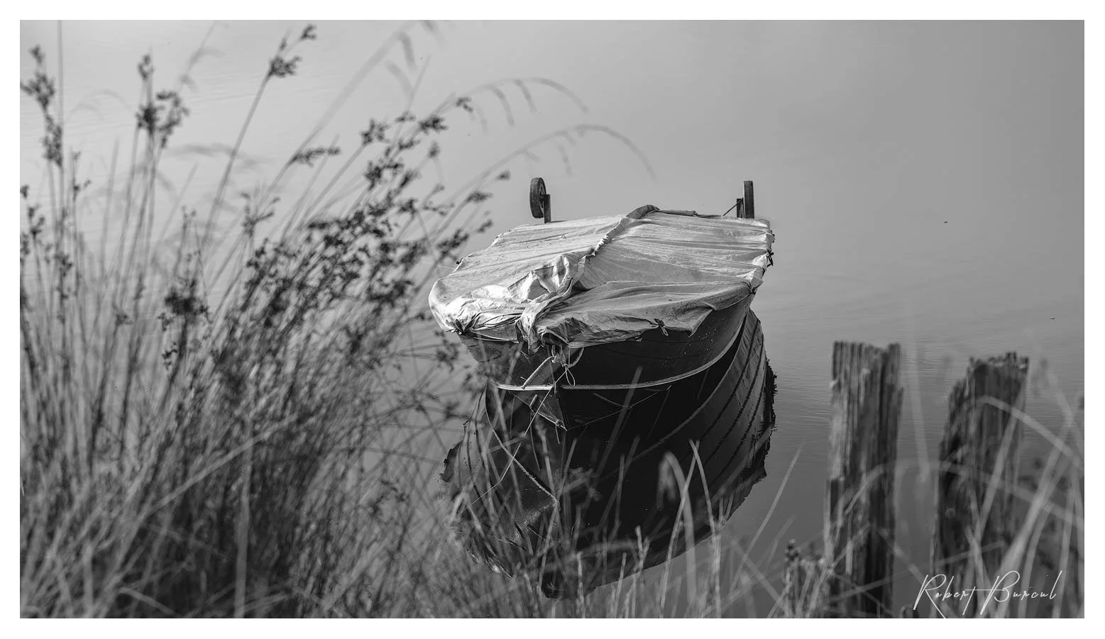 Black and white photograph of a tarp covered dinghy partly hidden among tall reeds beside timber posts.
