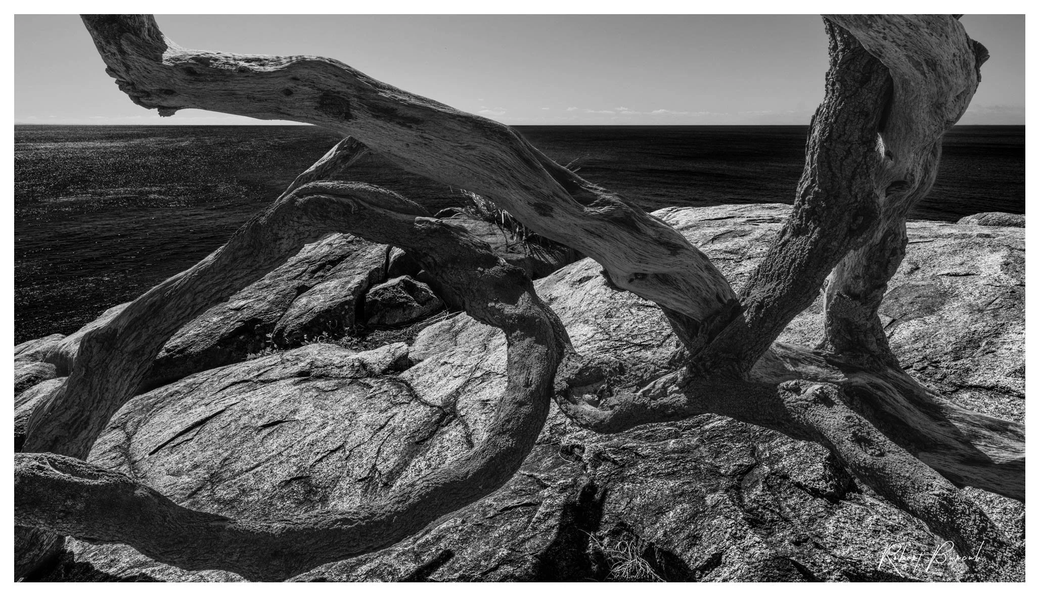 Black and white photograph of exposed tree branches spreading across pale ground, with strong shadows around the trunk.