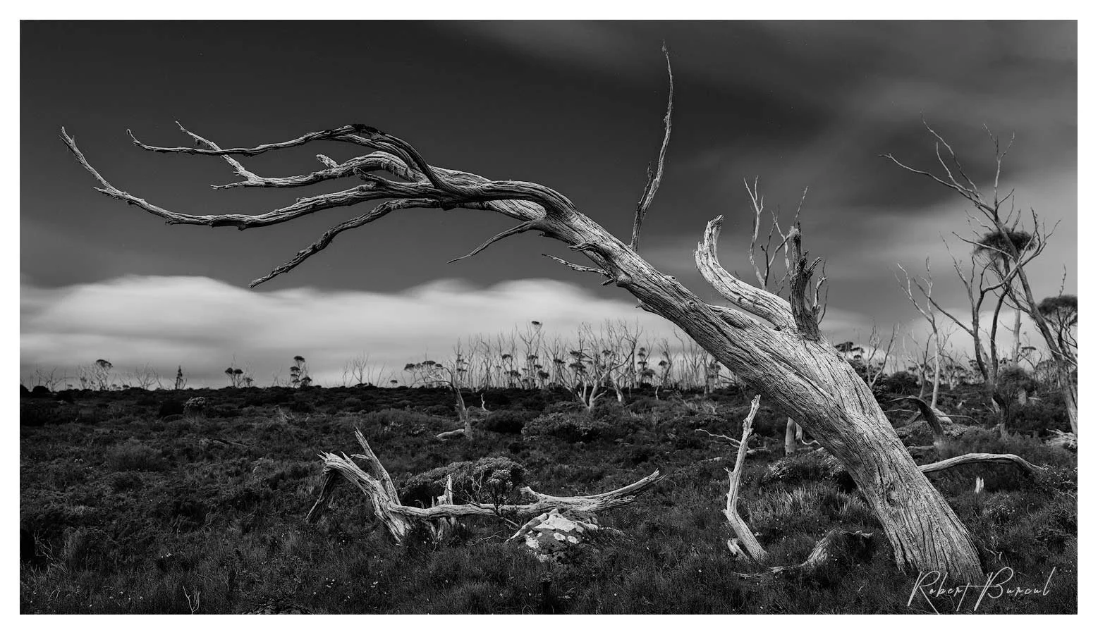 Black and white photograph of a leaning bare tree with branches extending across the sky above low vegetation.