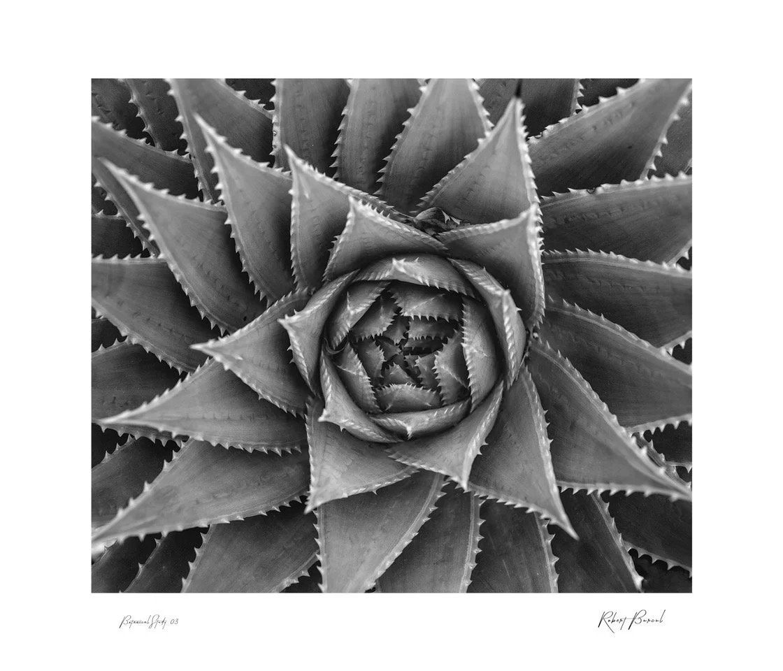 botanical study 03