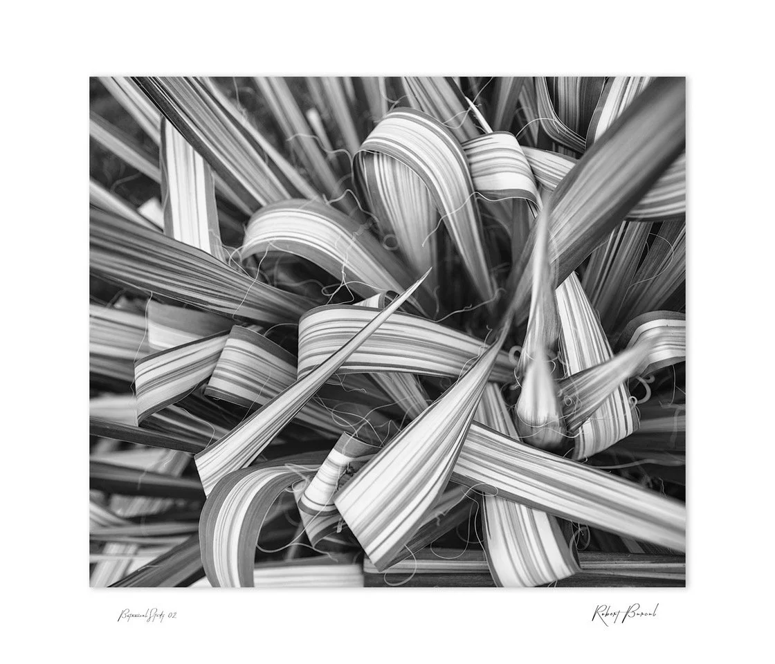 Botanical study 02