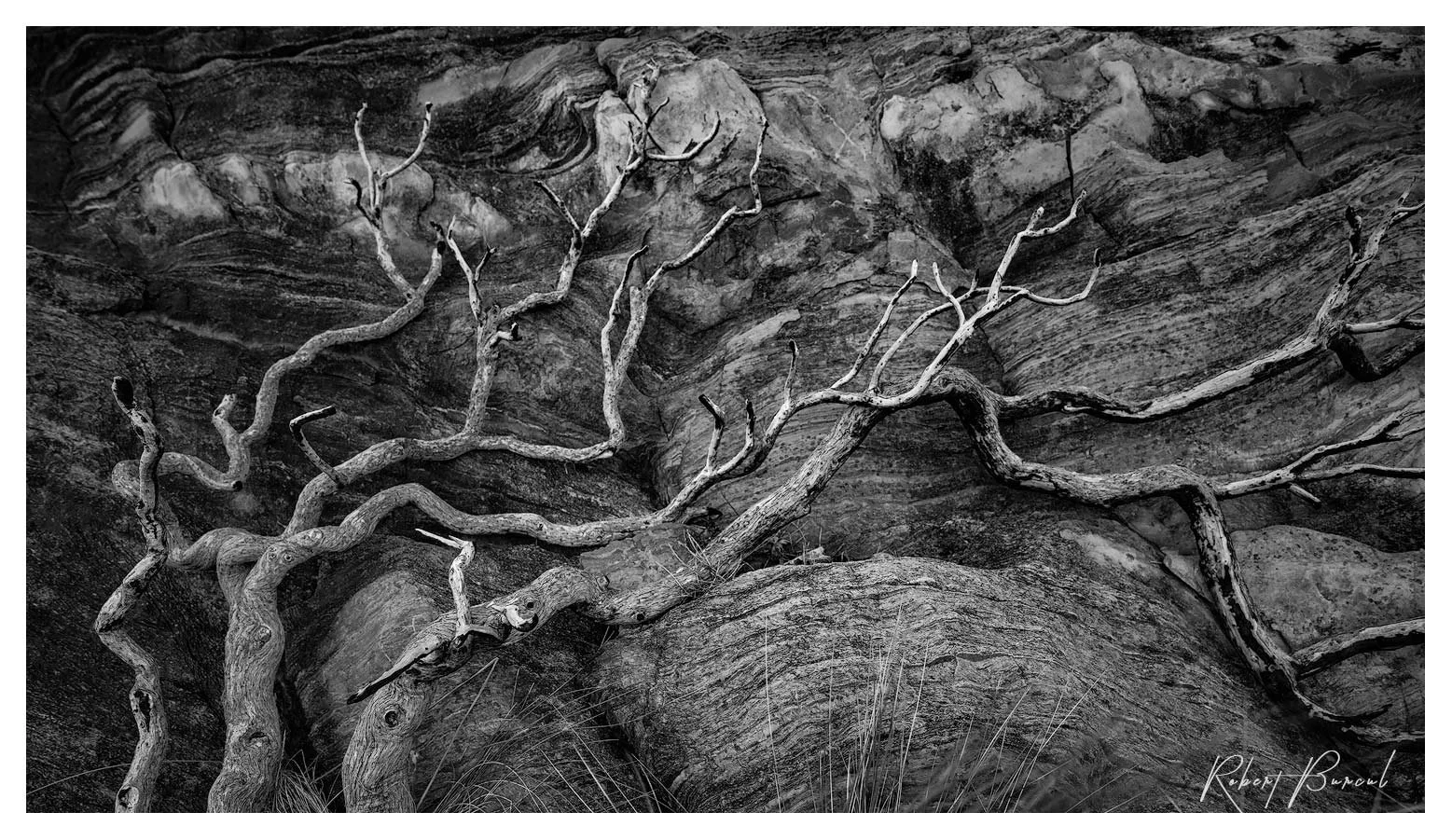 Black and white photograph of branching roots spreading across rough, textured ground.