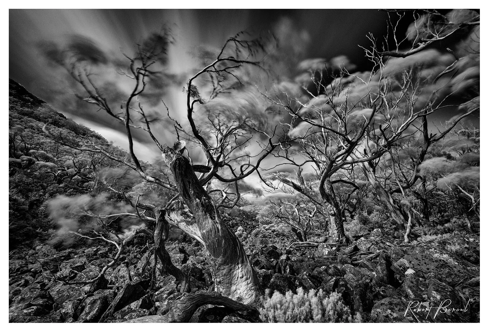 Black and white Infrared image of mountain landscape with gum trees in field of rock boulders