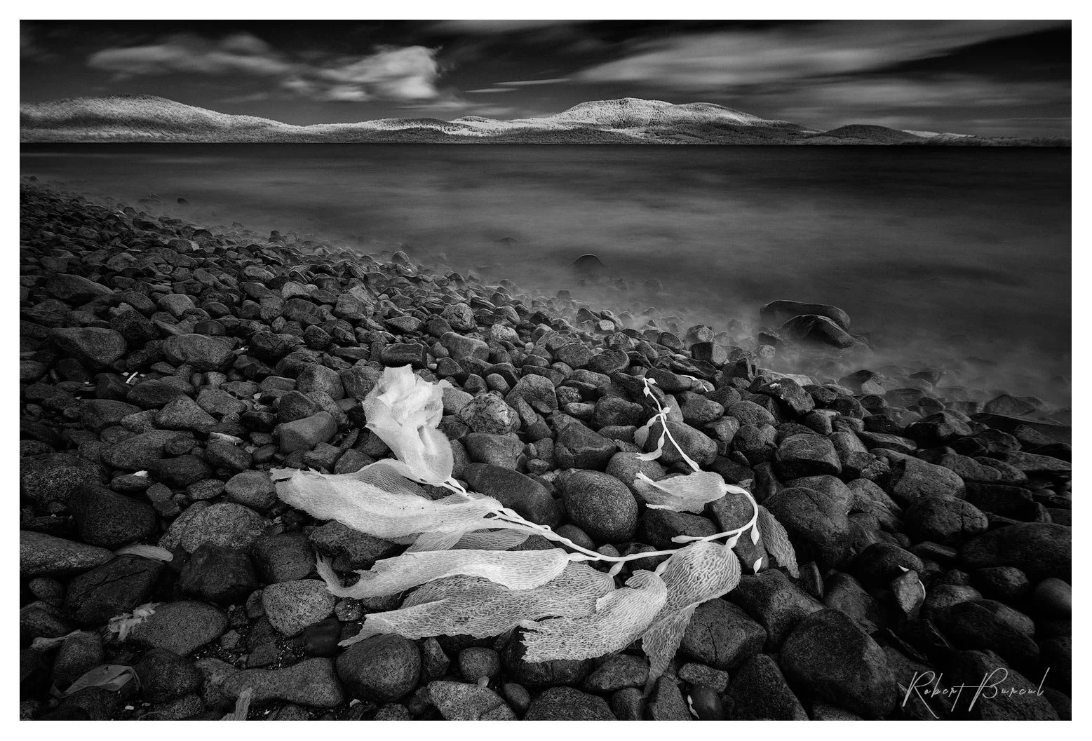 Black and white infrared photograph of kelp on the rocky sea shore