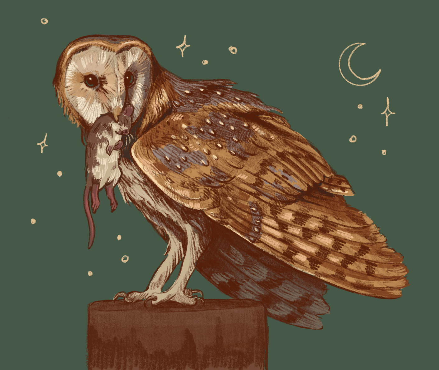 BaileyBrown-BarnOwl-Illustration.png
