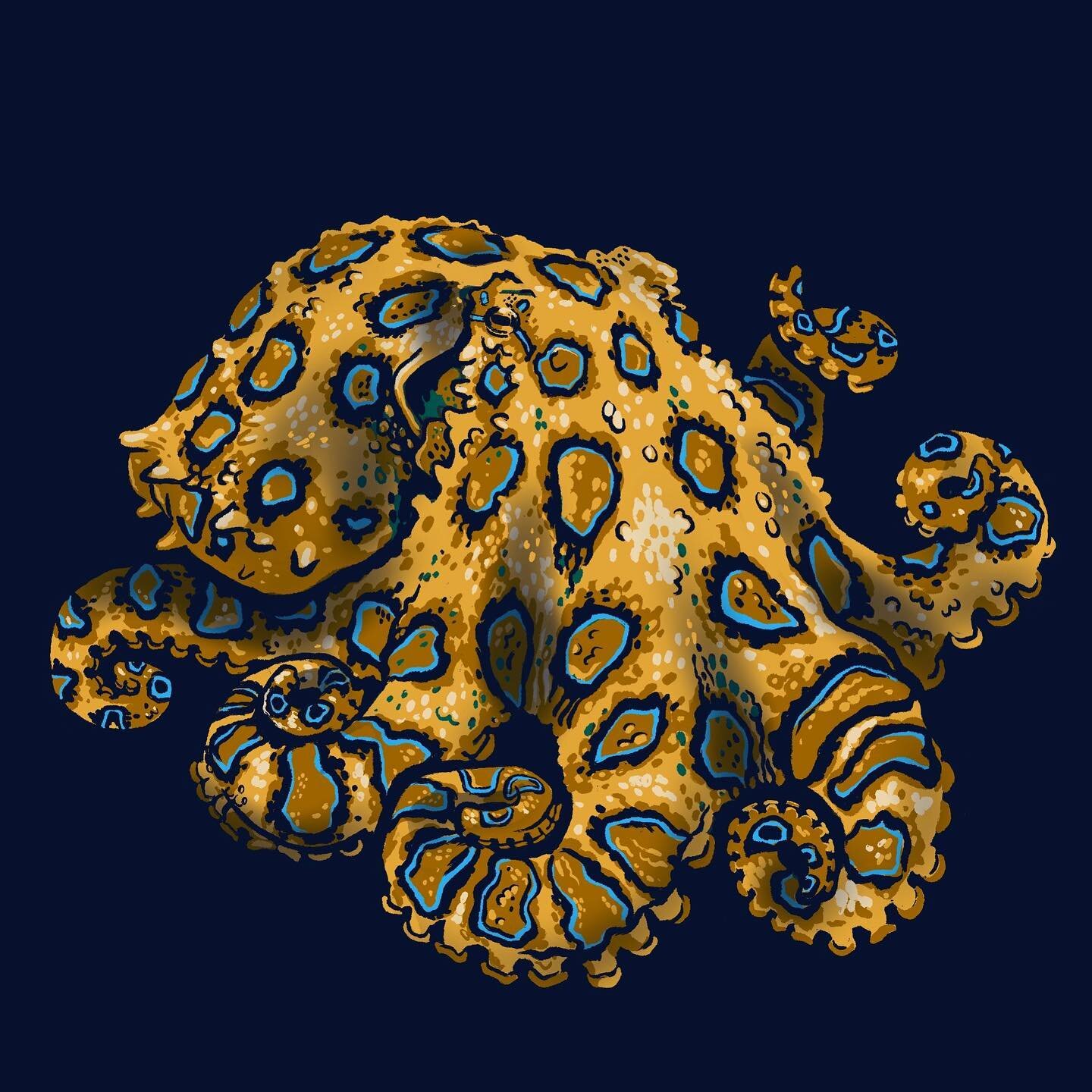 Greater Blue-Ringed Octopus - Hapalochlaena lunulata 
&bull;
This tiny octopus is considered one of the most venomous sea creatures! There is no anti-venom. 
&bull;
#greaterblueringedoctopus #blueringedoctopus #hapalochlaenalunulata #hapalochlaena #c