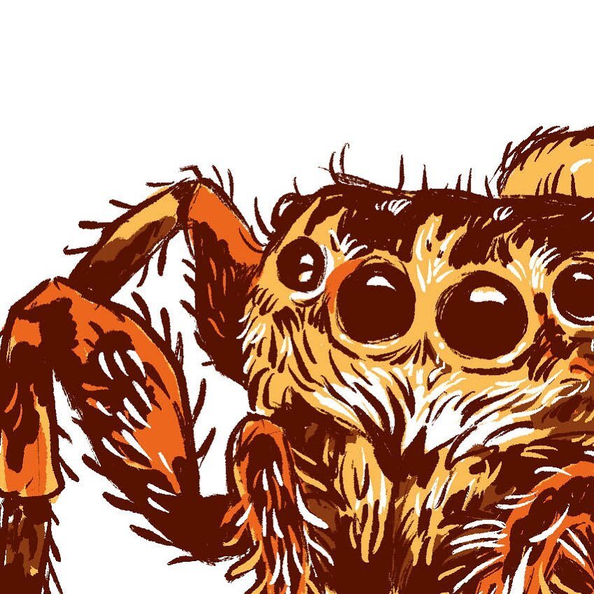 Back to drawing spiders. Jumping spiders are just too cute. 
&bull;
Drawn in Procreate. 
&bull;
#jumpingspider #arachnids #salticidae