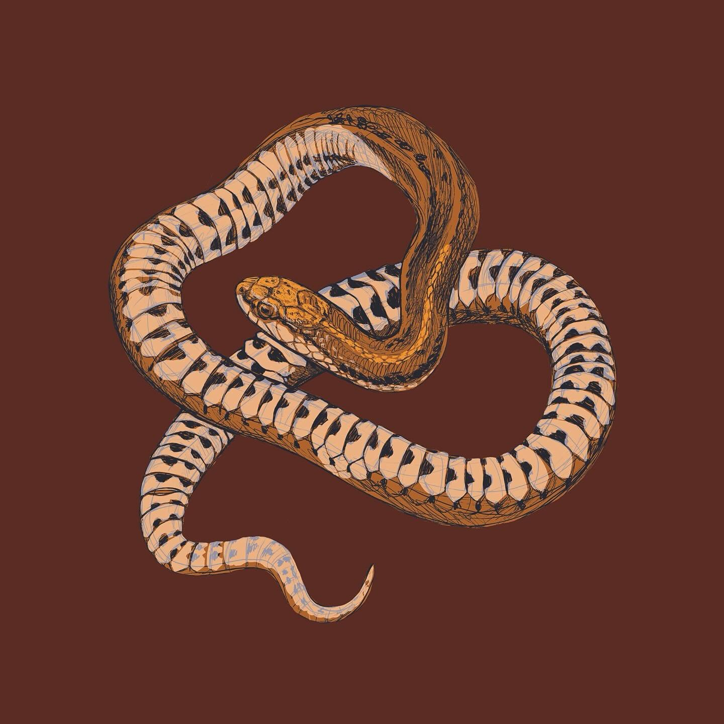 I felt like your feed needed more snakes. 🐍 🤎

#brownsnake  #sciart #natureillustration #herpetology #snakesofig #snakeart #serpent #naturalist #staycurious