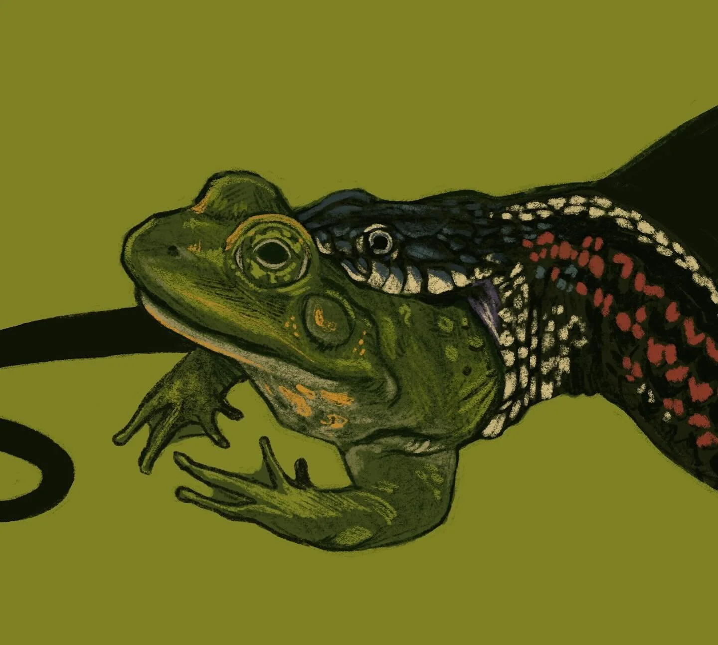 Everyone must eat! 

#foodchain #snake #bullfrog #herpetology #sciart #scicomm #naturalist #procreate