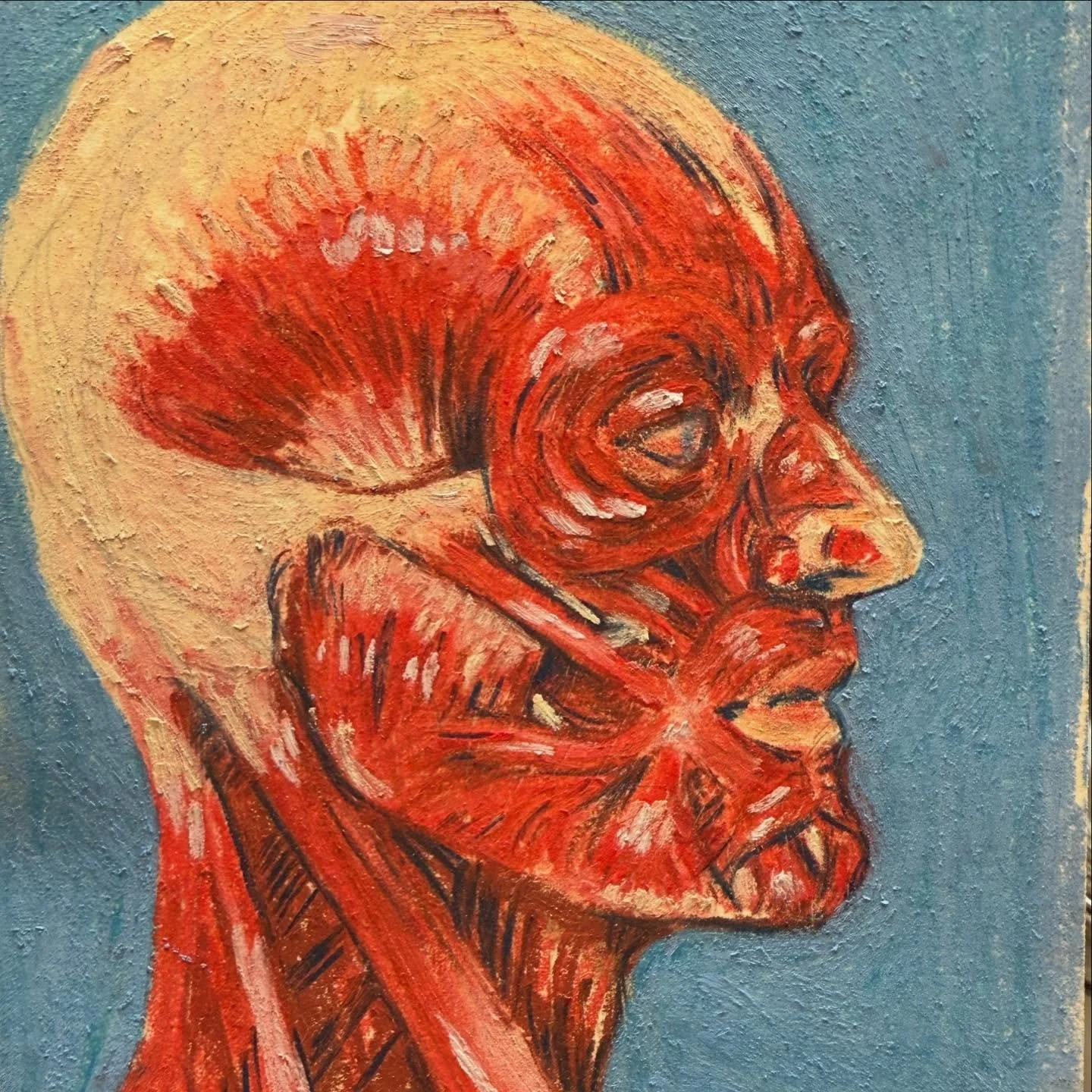 Feeling like a suit of meat lately. 
Luckily there are chalk pastels for that. 

Anatomy study Feb 2026
#chalkpastels #anatomyart #sketchbook #scicomm