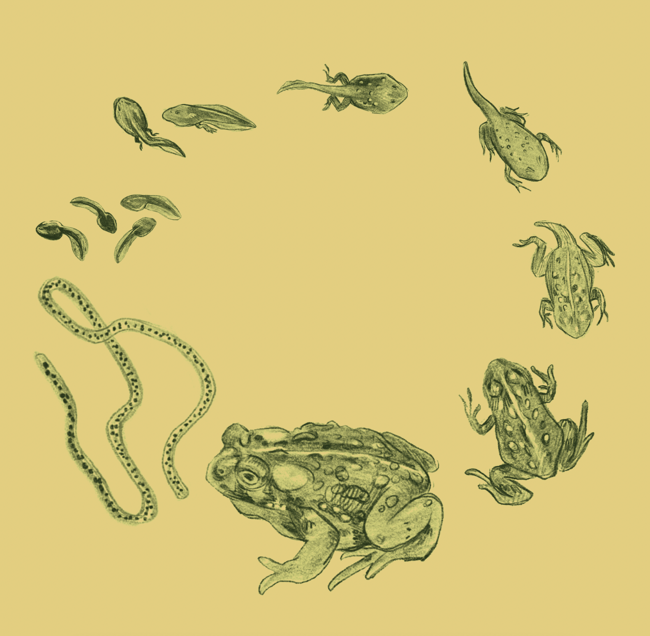 Scientific Illustrations