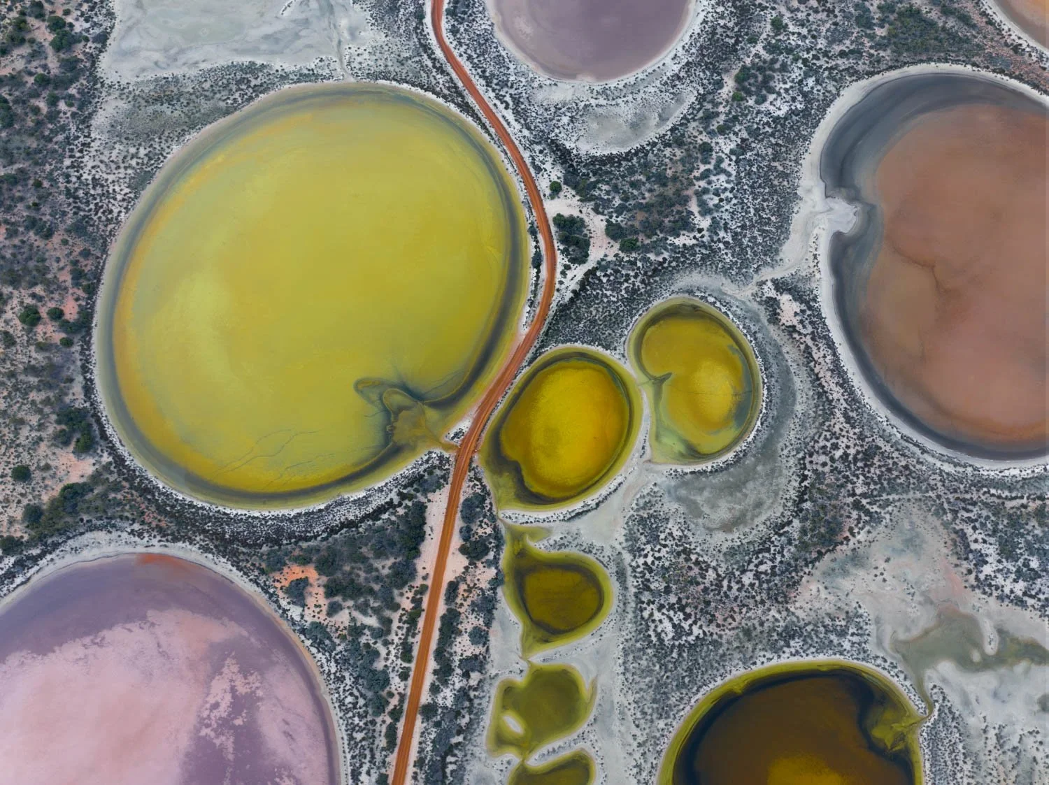 Mitosis. Abstract aerial fine art photography. Underground springs surfacing through desert salt in the Australian outback — circular pools of jade, amber, mauve and rust resembling cells under a microscope. Unique large format wall art for collector
