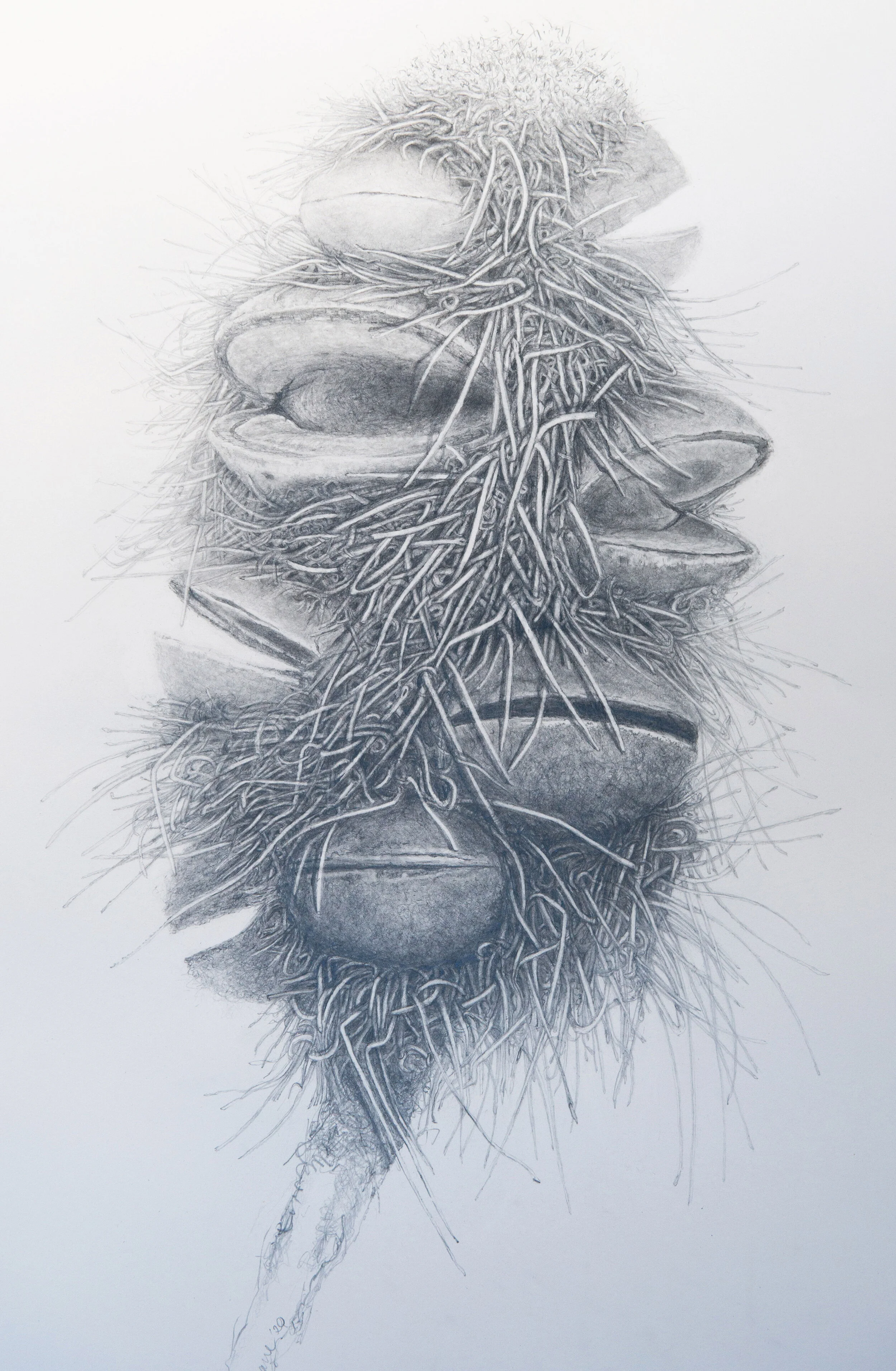 EGinnaneNaida_ScribblyBanksia_Graphite_on_paper_570X870cm copy.jpg