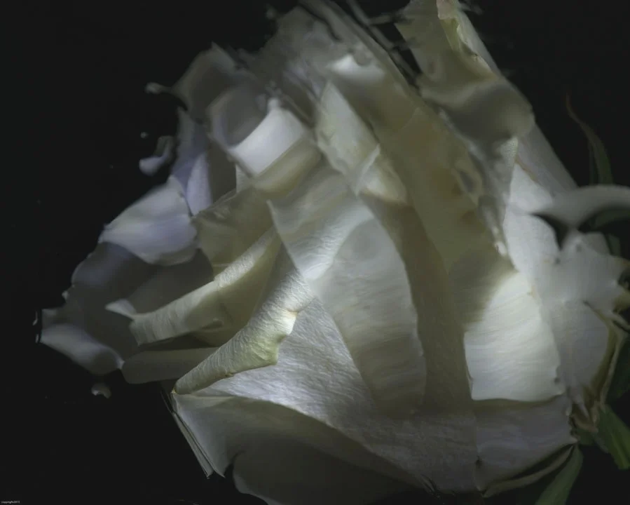 Dys-tortion No.3