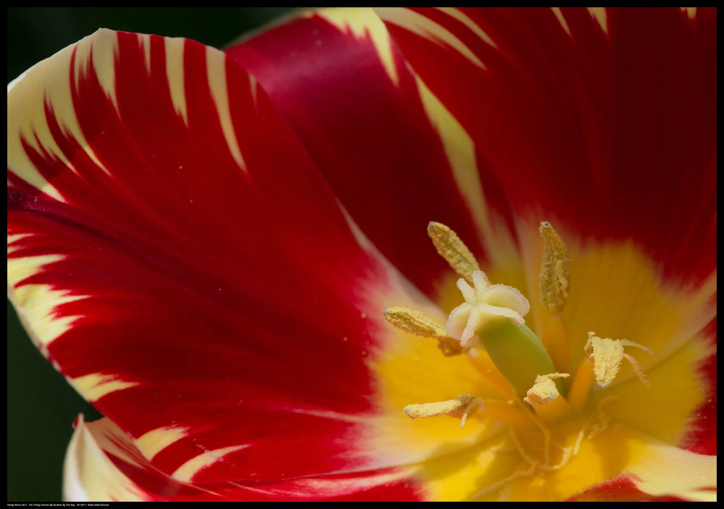 Simply-Macro-01.jpg
