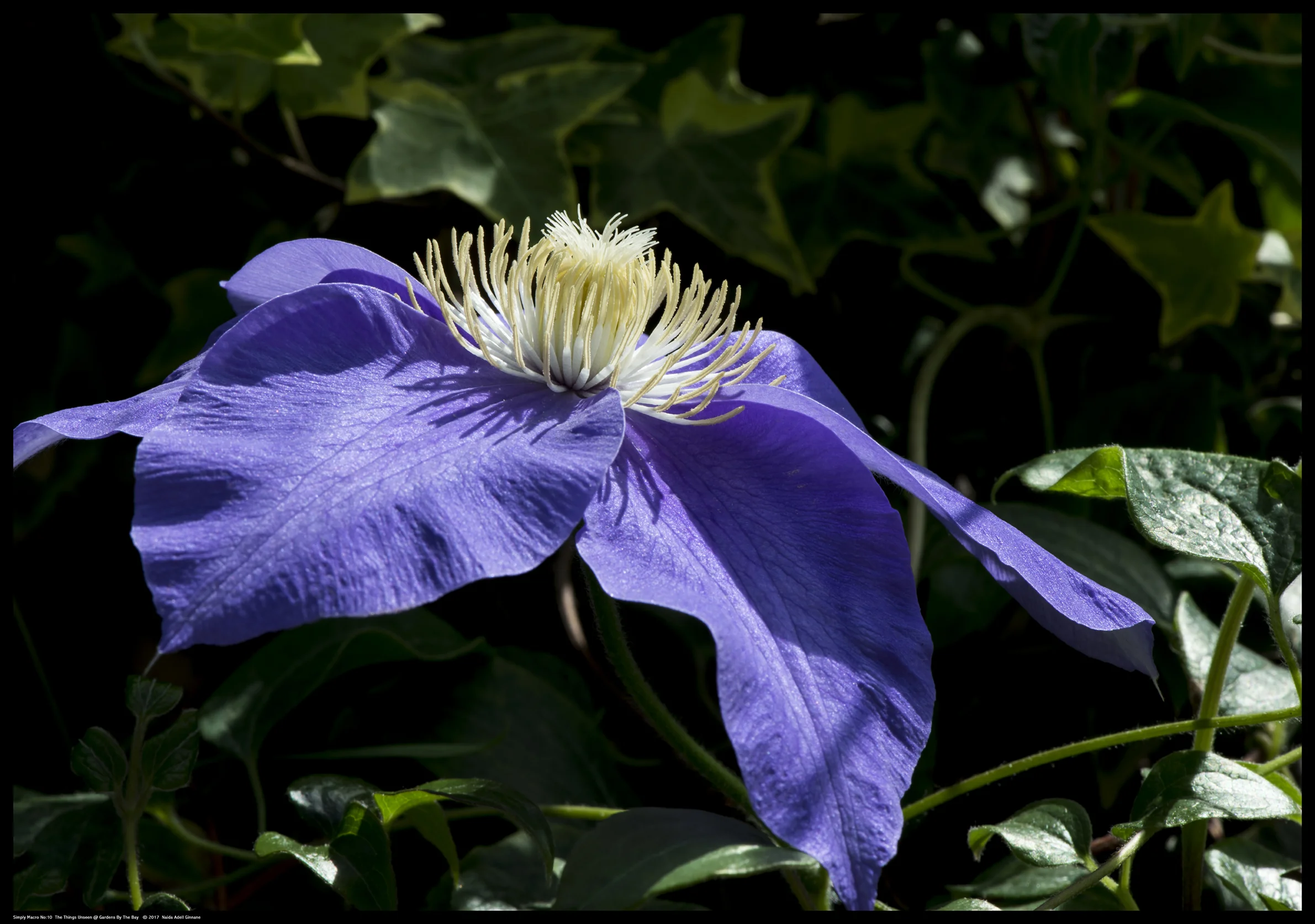 Simply-Macro-10.jpg