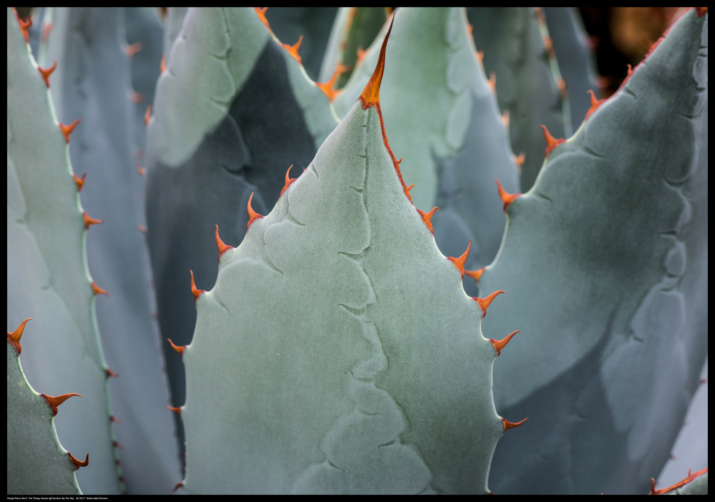 Simply-Macro-09.jpg