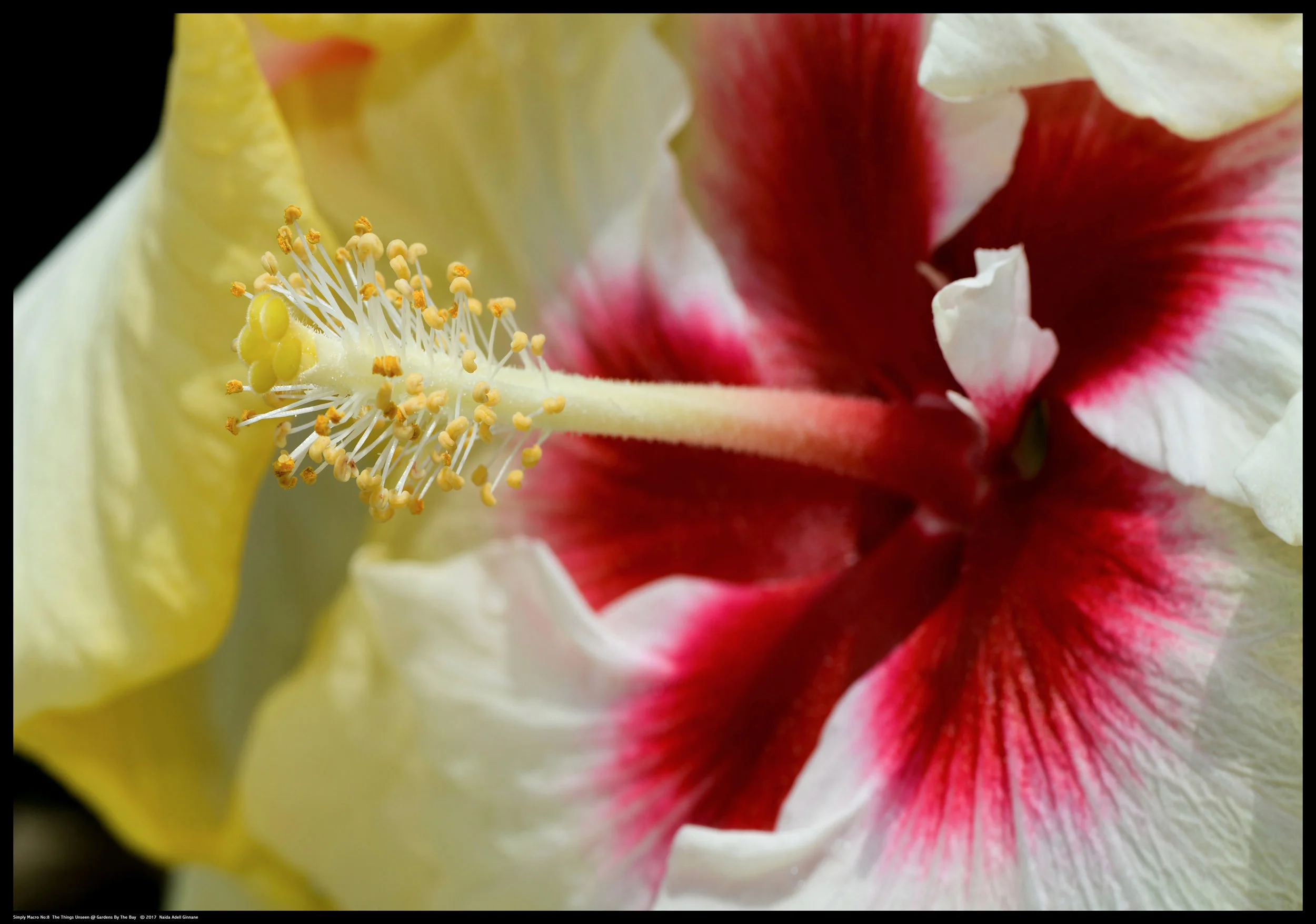 Simply-Macro-08.jpg
