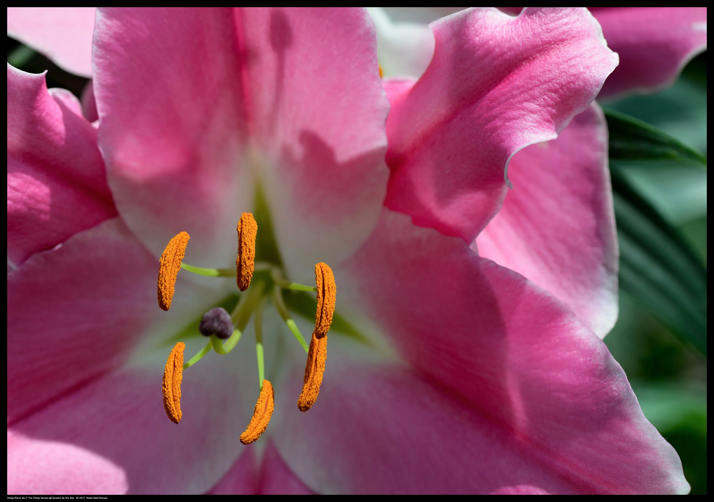 Simply-Macro-07.jpg