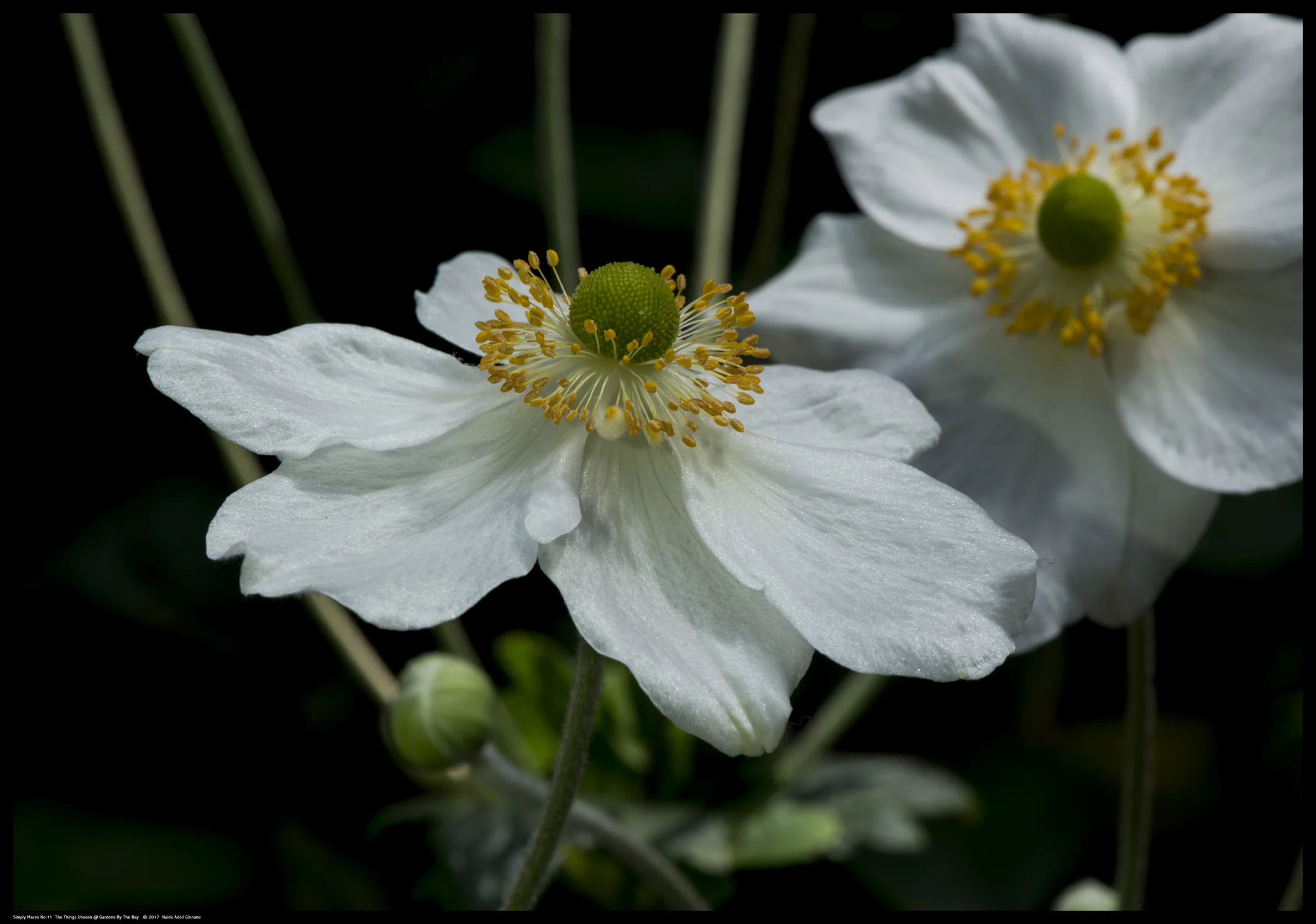 Simply-Macro-11.jpg