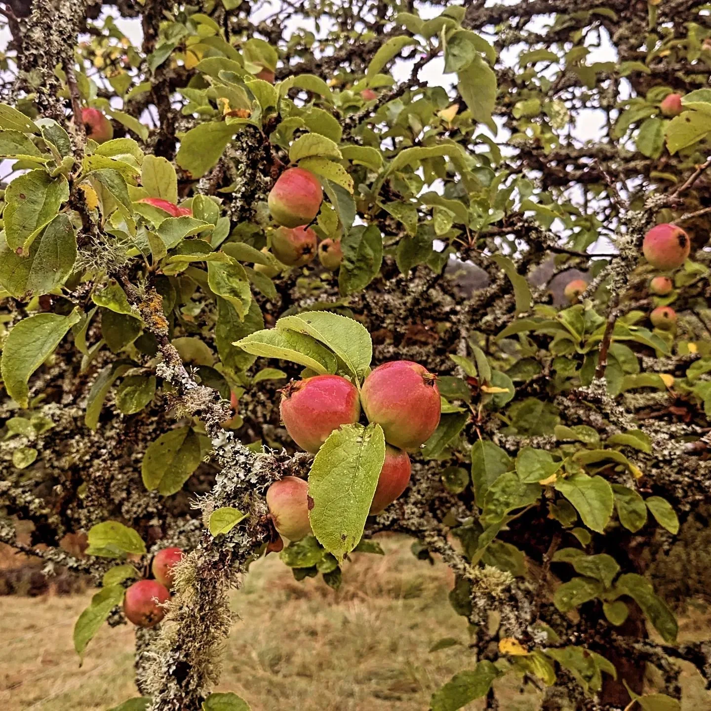 🌳🌪️🍎🌧️🐑 
Summer scenes in the orchards 😂

#traditionalorchards
#naturefriendlyfarming
#shropshiresheep
#nochemicals
#biodiversity