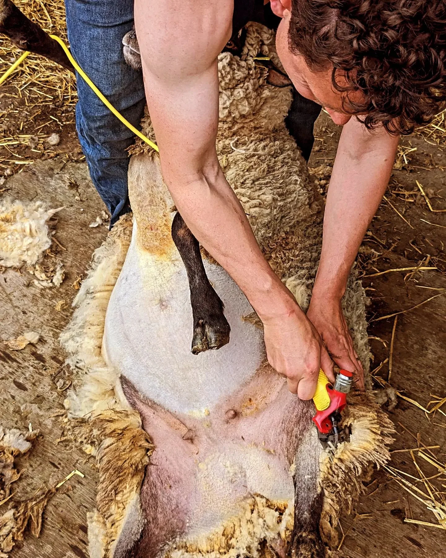 I've never been more proud of Cameron than watching him shear our wee flock of 34 Shropshire's.&nbsp;As we dive further and further into life on the farm, we are quite often doing things for the very first time. This can be a bit exhausting, as we do